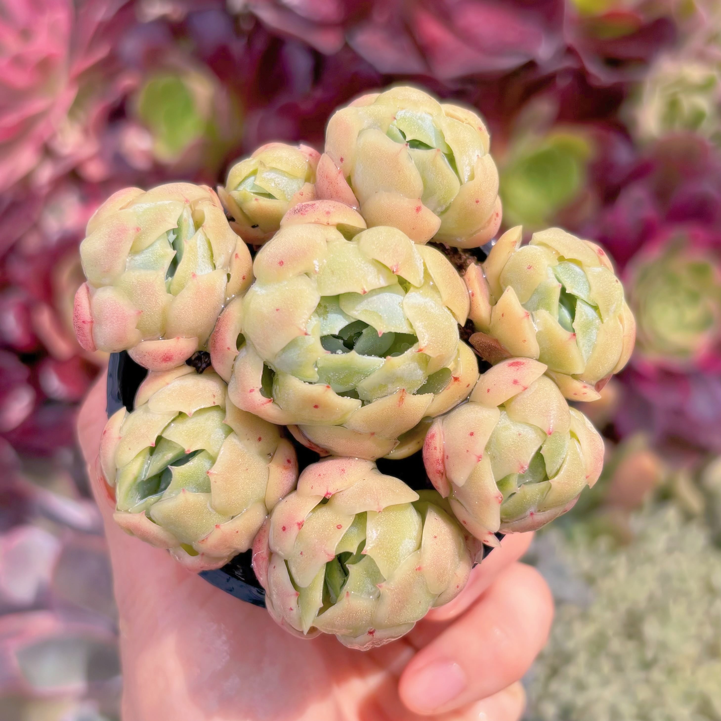 現品　クリームベリー#055　るる農園