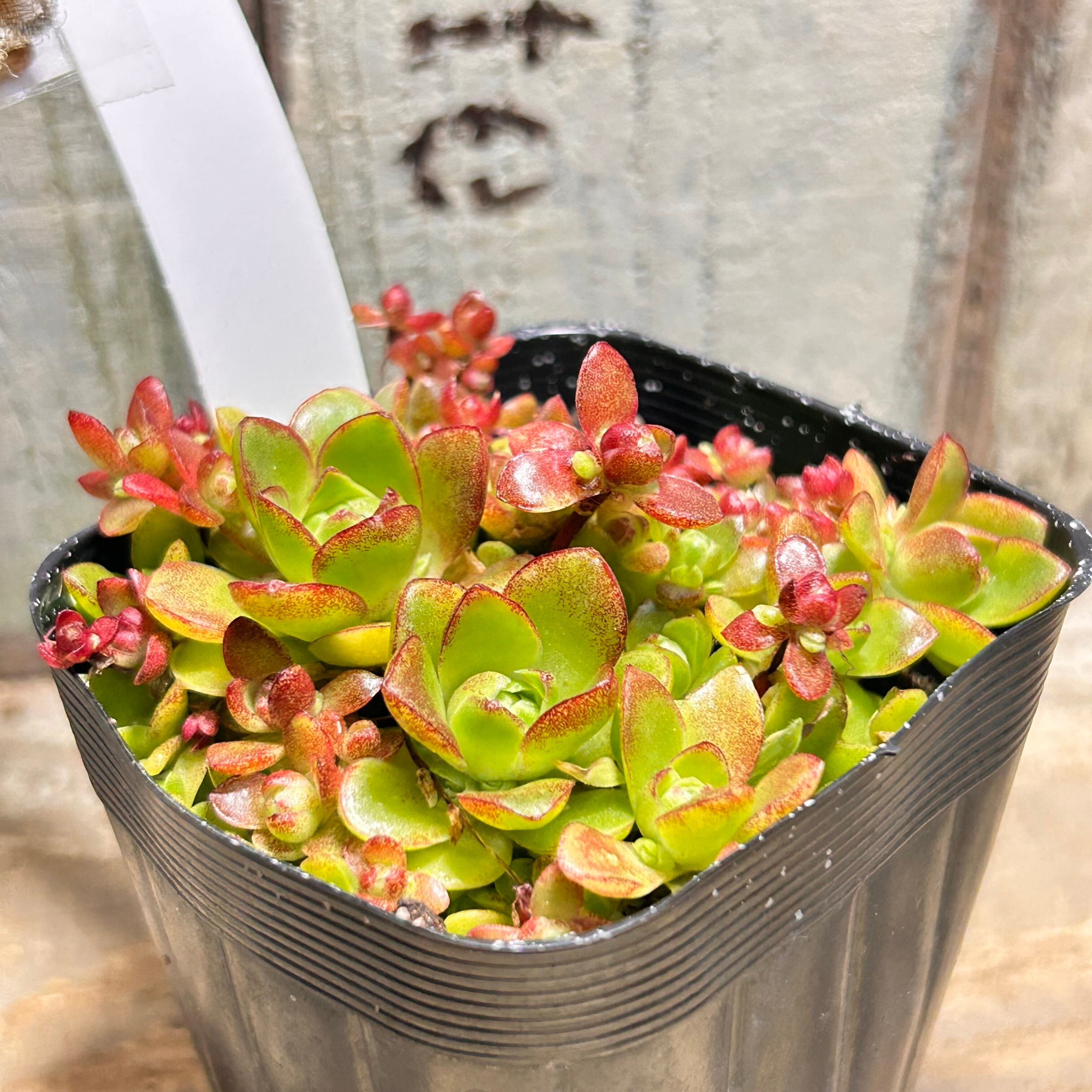 薄紅蓮華 | RuPo 多肉植物専門店