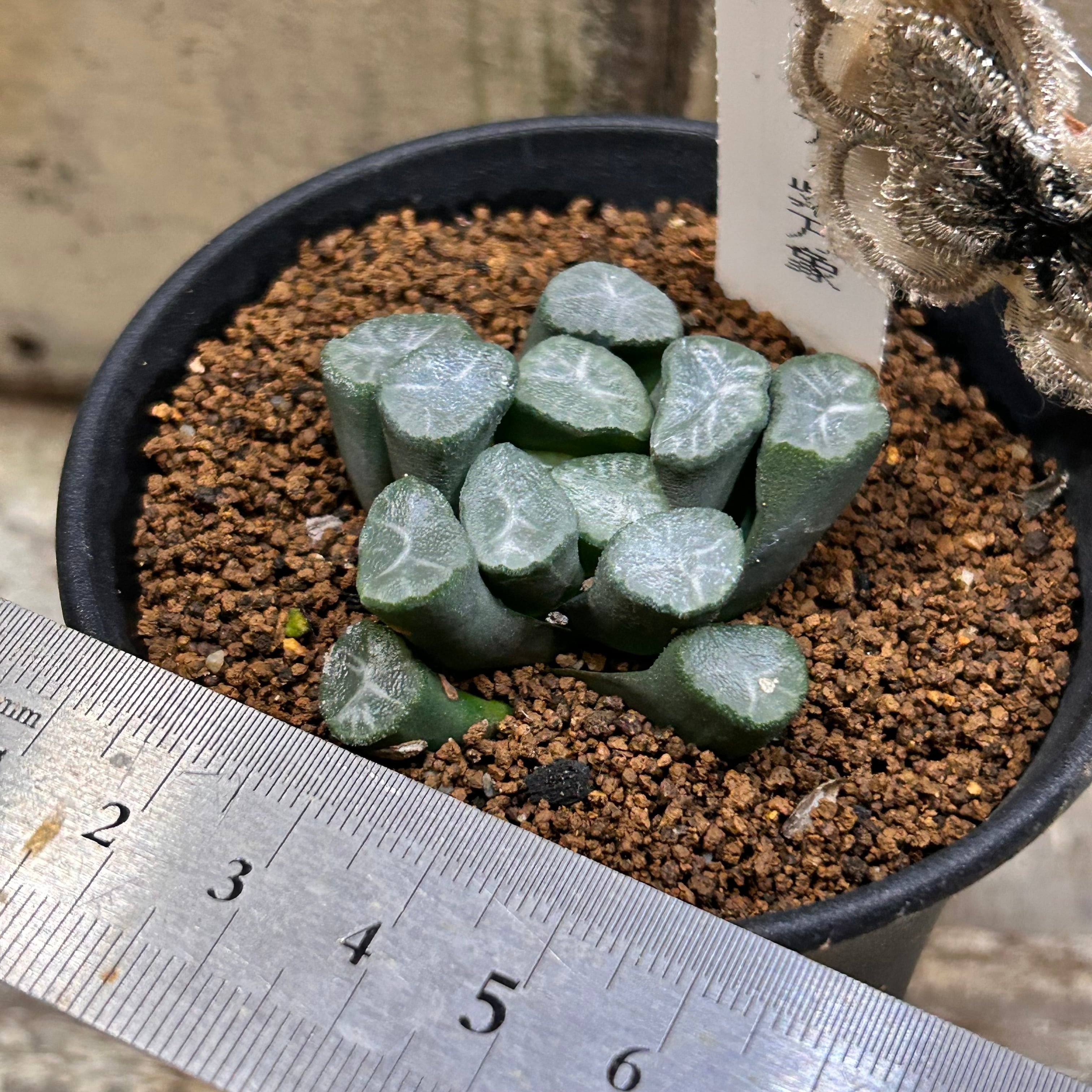 ハオルチア 紫万象錦1(キャンペーン開催中) 多肉植物：ハオルチア 万象錦*幅6.8ｃｍ　現品！一品限り \u203b斑入りの子株付き