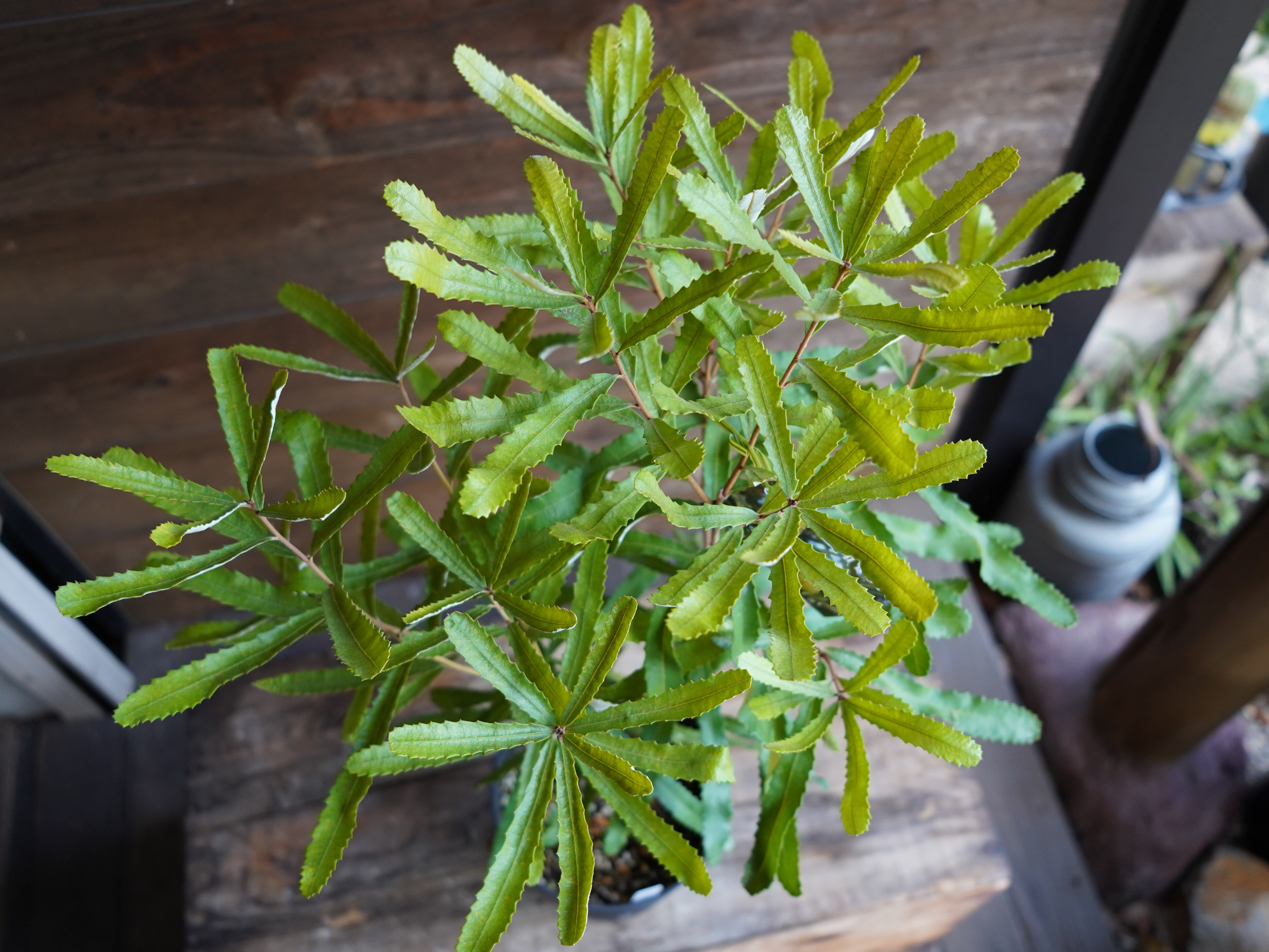 【現物】バンクシア　”オブロンギフォリア”　C