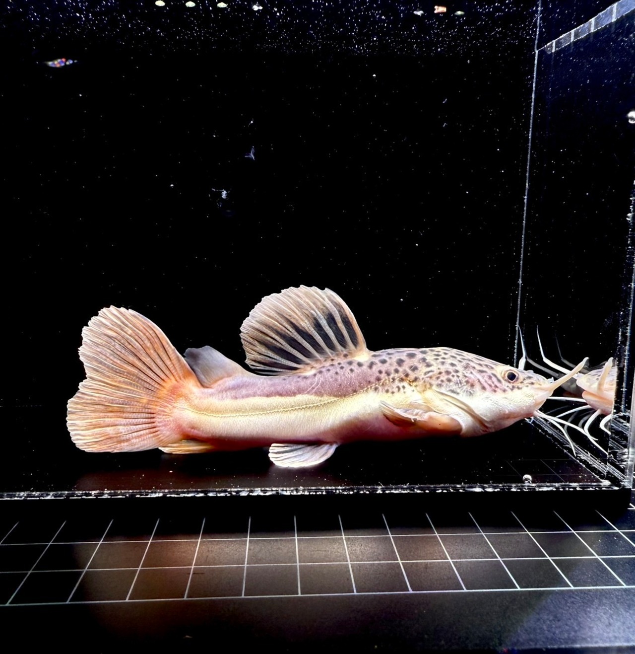 ショートボディー・レッドテールキャット❶ - 2