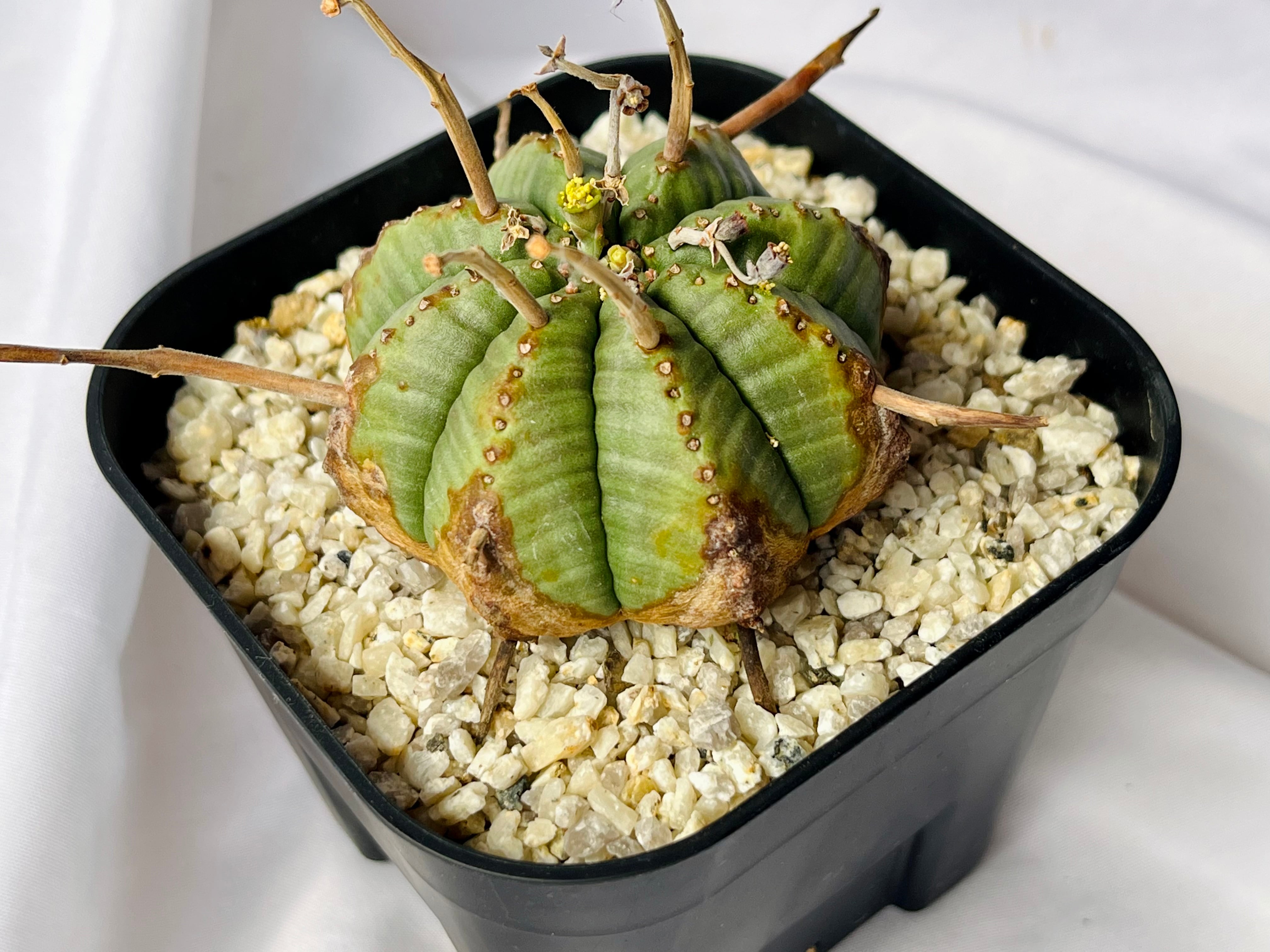 Euphorbia valida ユーフォルビア バリダ 多肉植物 | PAY ID