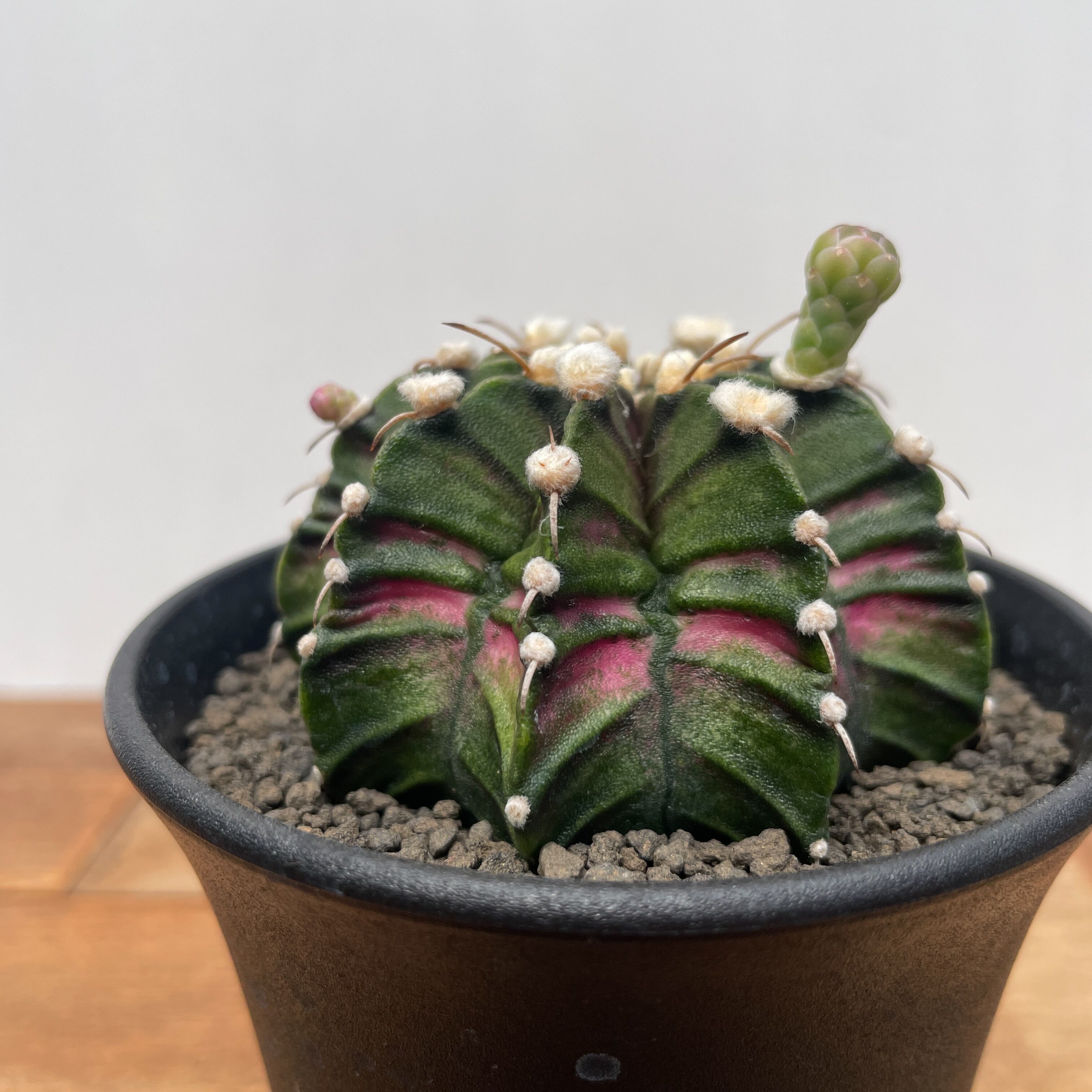 ユリコスリム ギムノカリキウム LB2178 x TLUX 「Gymnocalycium LB2178