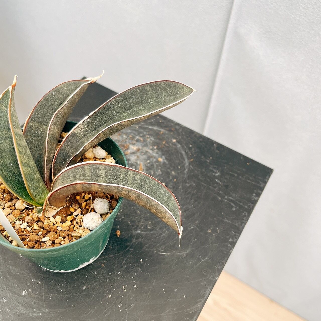 現品］【希少】サンスベリア ハリー ピンクバット 3号 観葉植物 室内