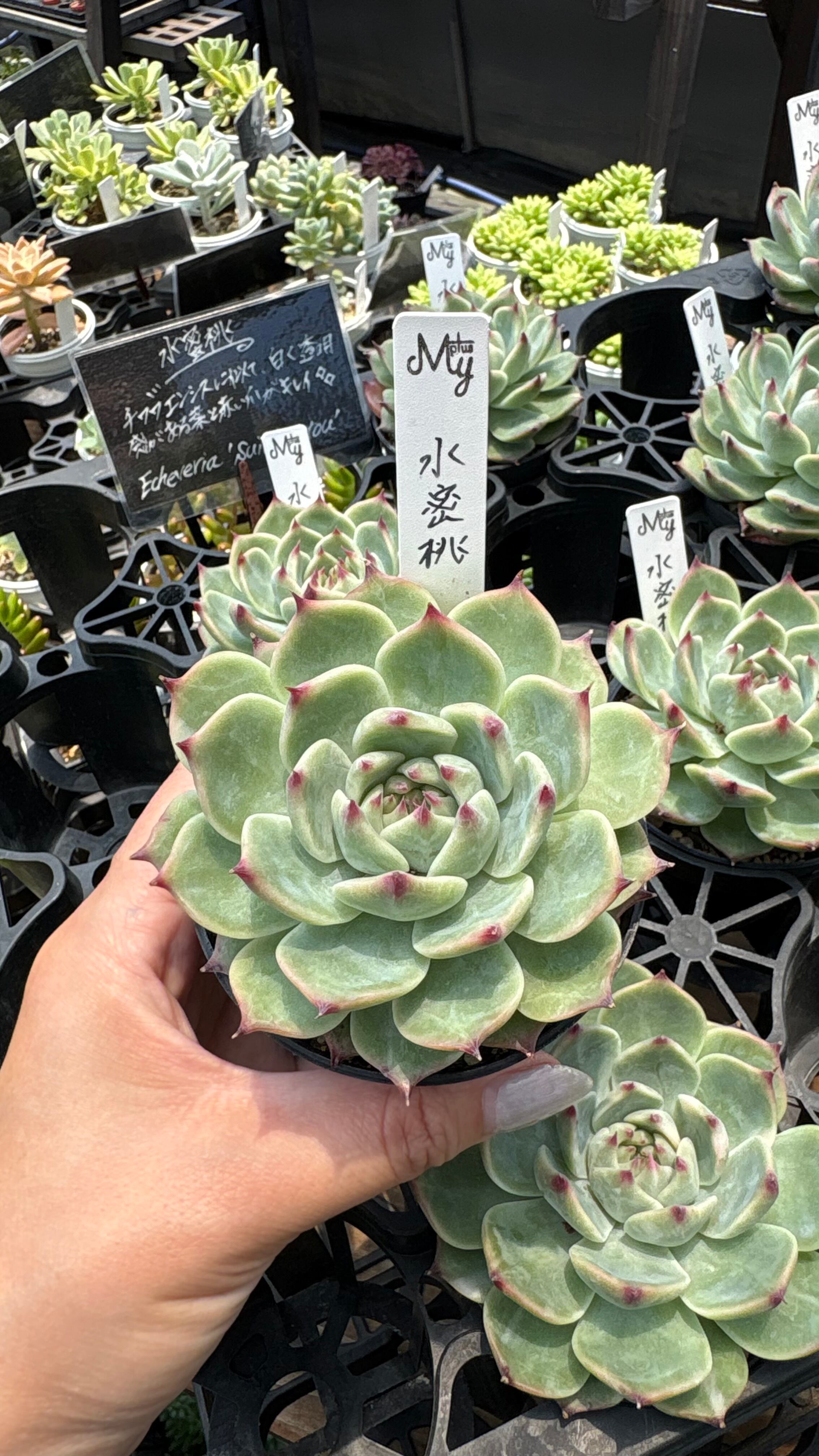 多肉植物専門店MYplus