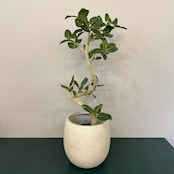 EB-TB3030 テラニアス バルーン 30cm アンティークホワイト