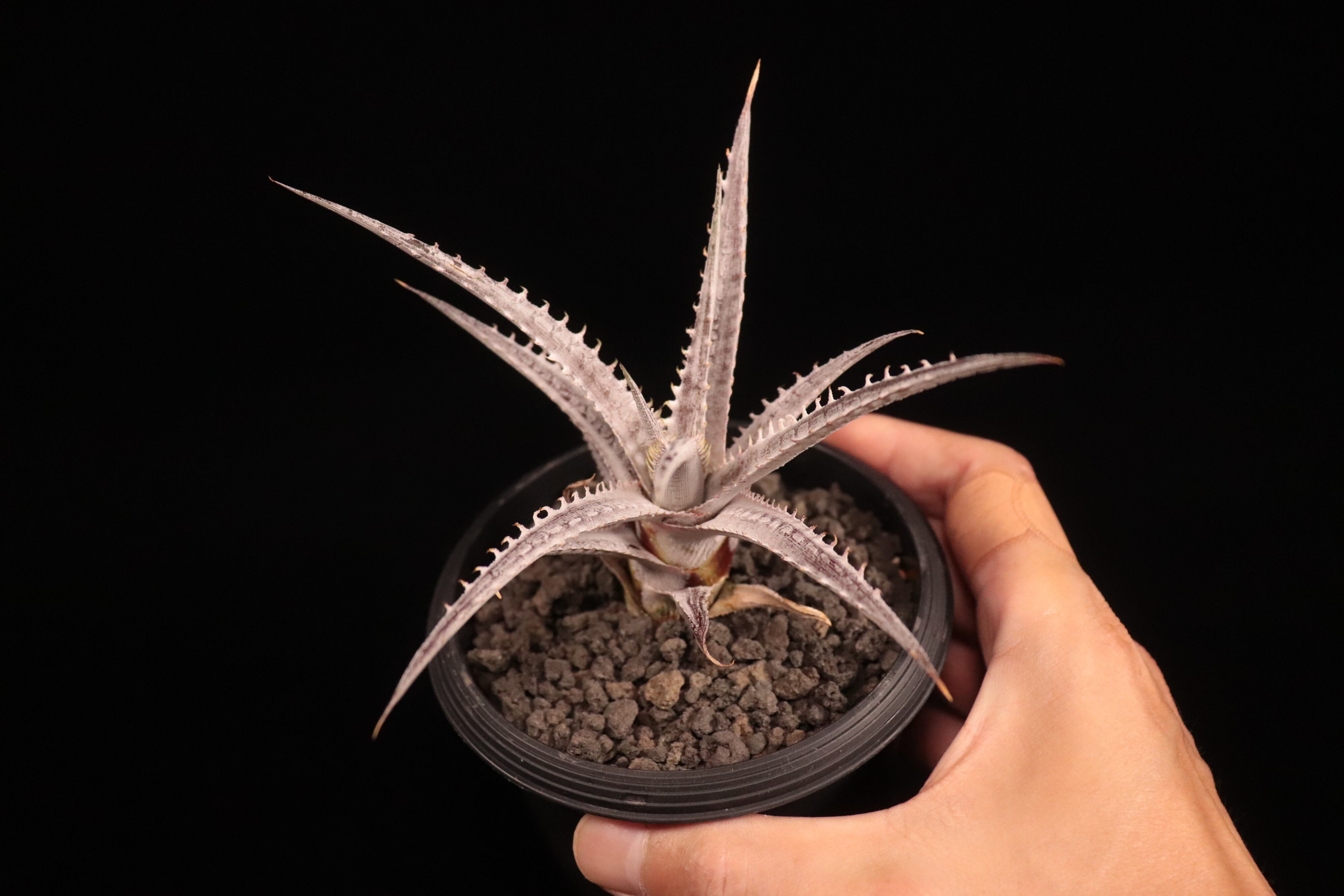 送料無料】Dyckia 'Armorgon'〔ディッキア〕現品発送D488 | PAY ID