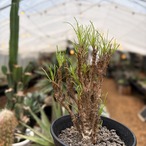 Othonna protecta【オトンナ・プロテクタ】