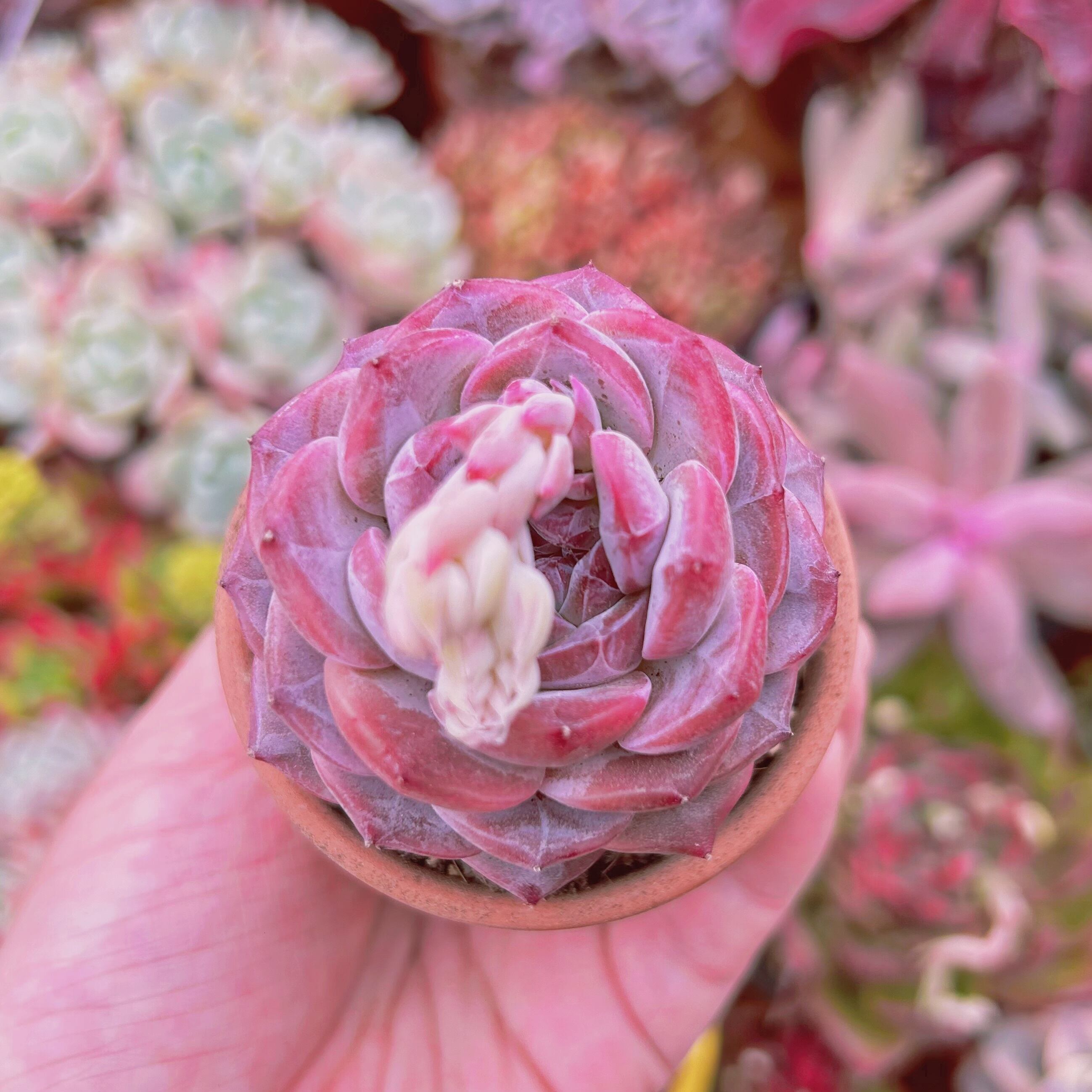 #543現物　多肉植物　ダイヤモンド