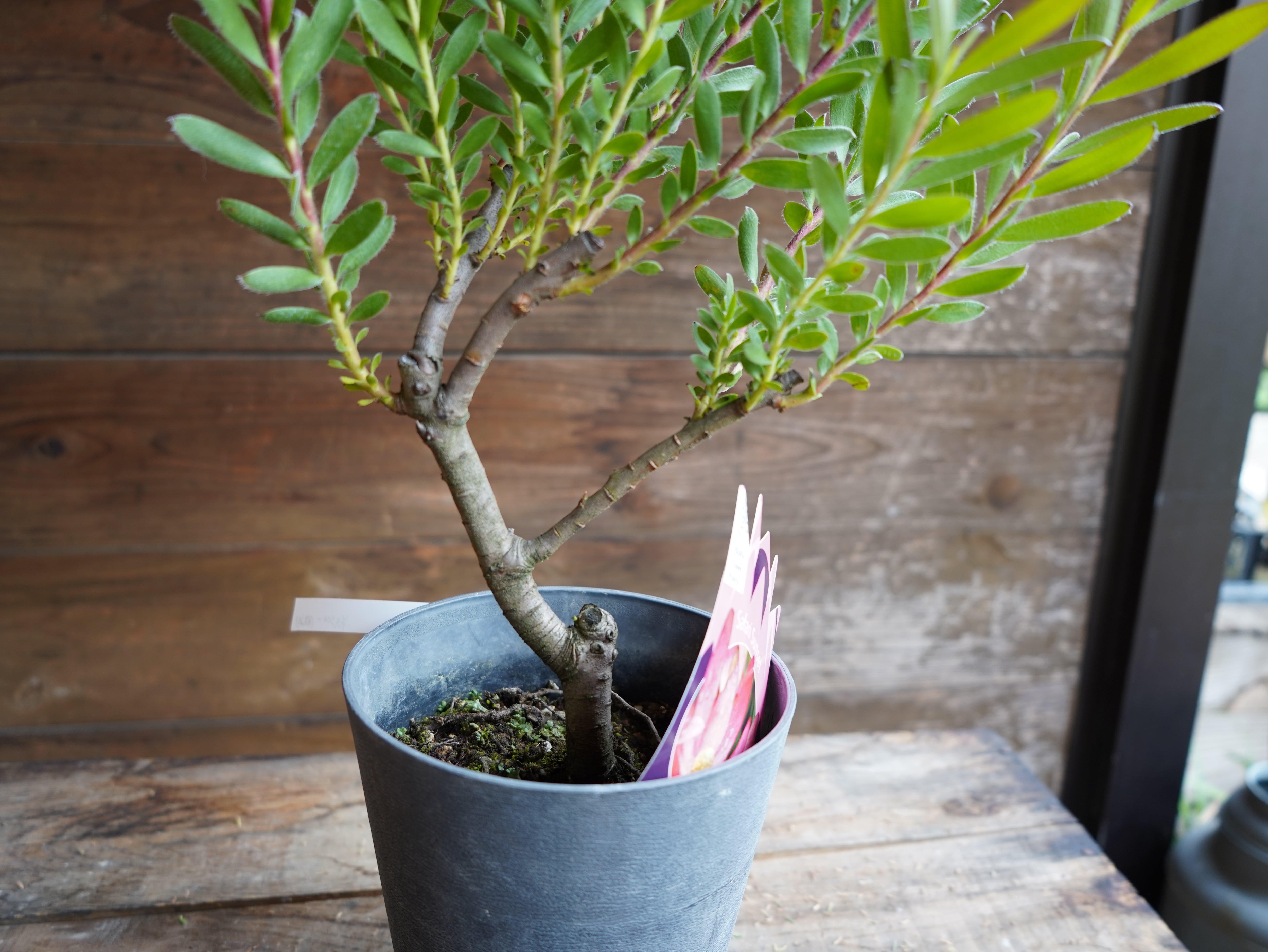 【現物】リューカデンドロン　”Safari Sunset”