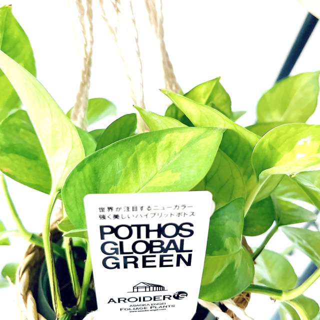 ポトス２種＆マクラメハンガー＆鉢カバーセット calm cafeオリジナル