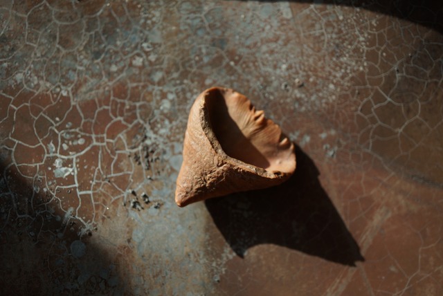 モロッコ産四放サンゴ化石 Calceola sandalina 1528