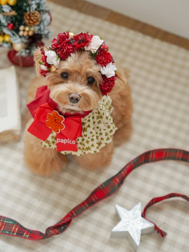 〈予約アイテム〉Drops Flora Crown - Christmas ver. Red check ribbon