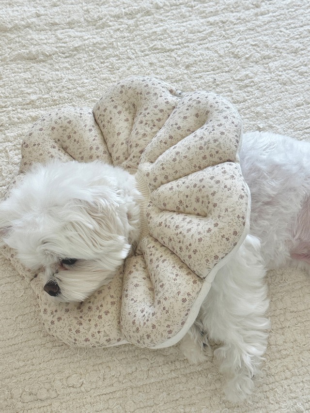 エリザベスカラー　(LAVENDER)