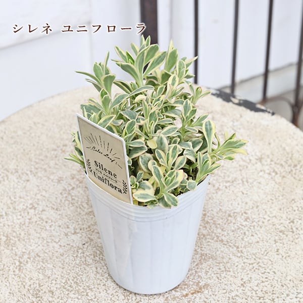 草花苗 カラーリーフ シリーズ アラビス プラチーナ カレックス