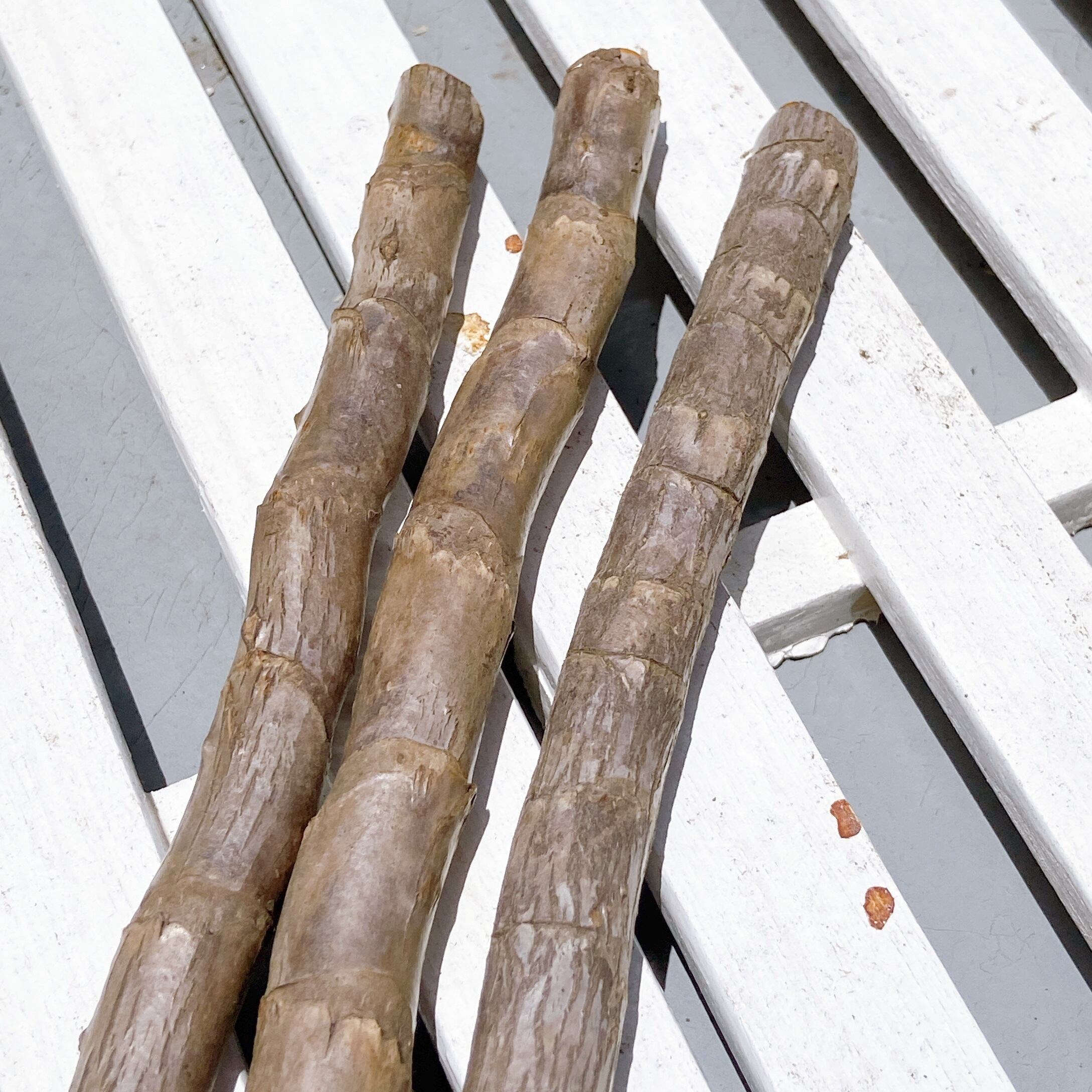 奄美大島産センネンボク（ティーリーフ）苗木 3本】 ハワイアン&南国