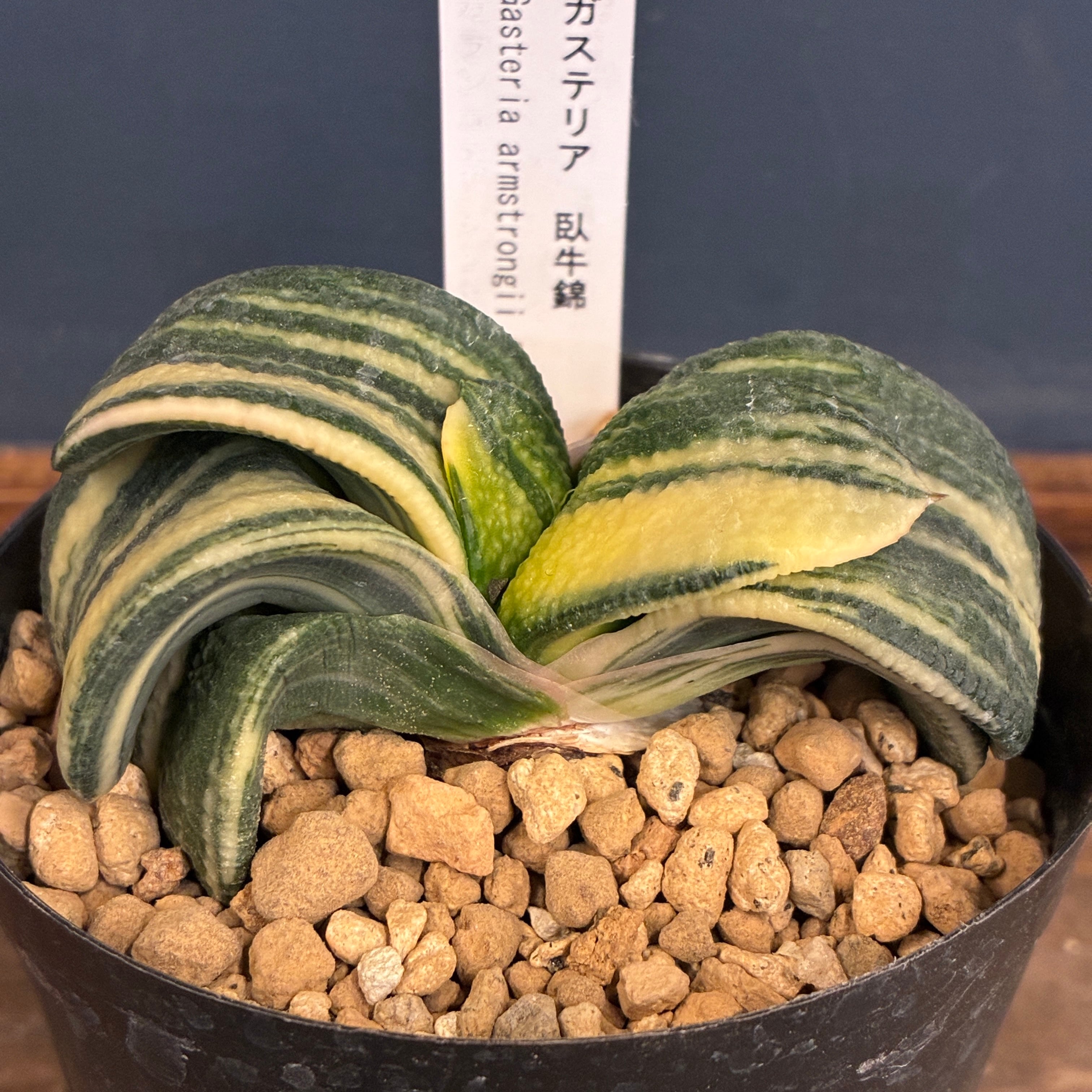 多肉植物 | PROTOLEAF プロトリーフ