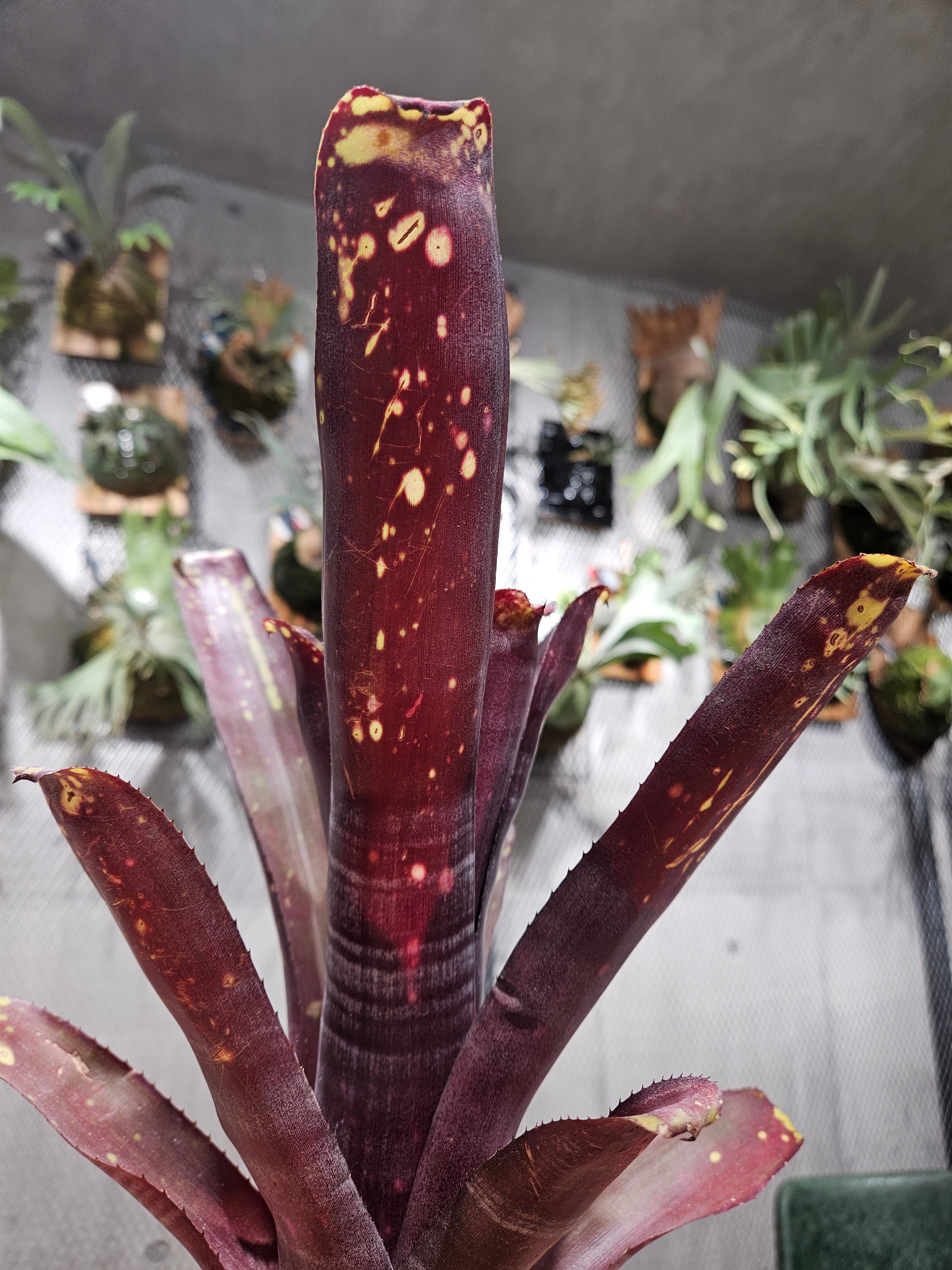 Bill.kolan Dynasty 【artPLANTs/PLANTS GARAGE 】 ビルベルギア