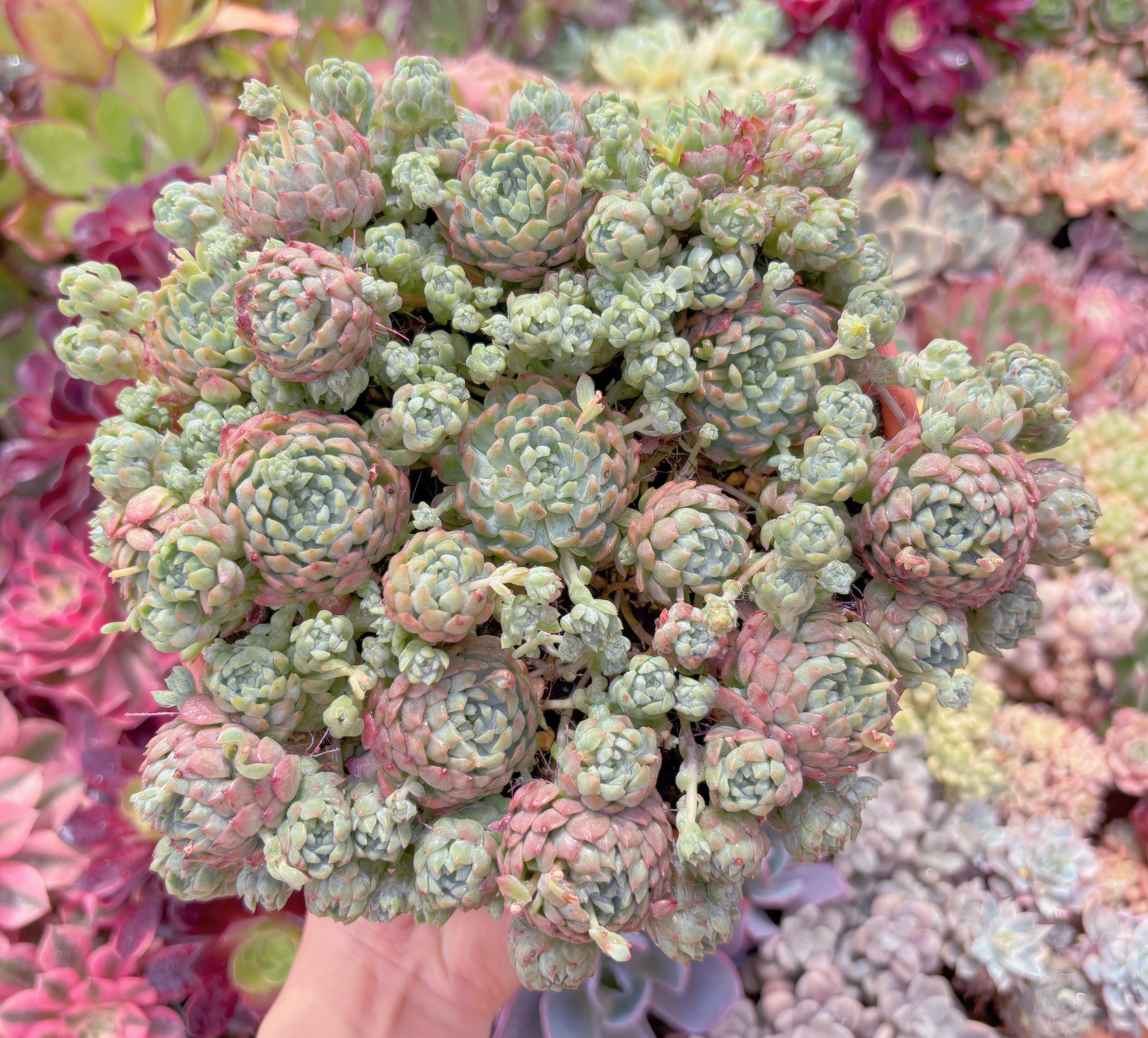 現品　 Pinkberry#B17　特大群生　新入荷　るる農園