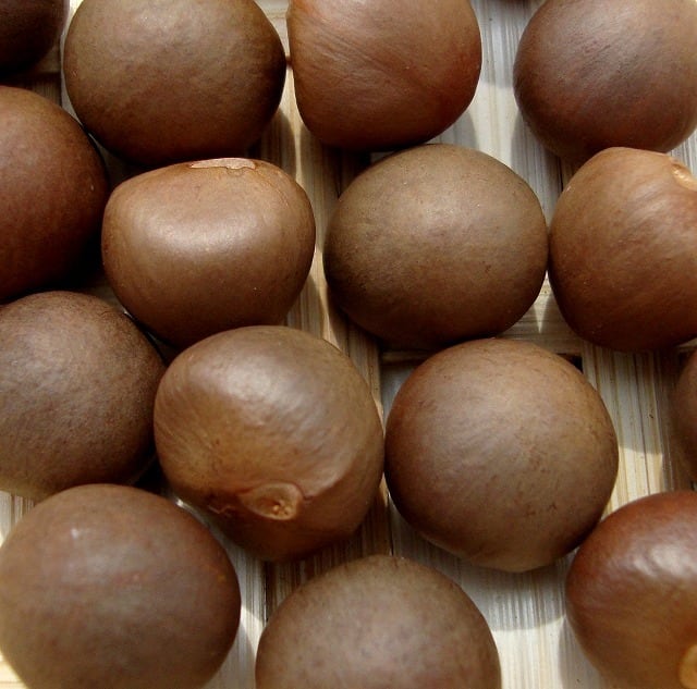 茶の実様 1a071149deb4b78153d32c12254a67