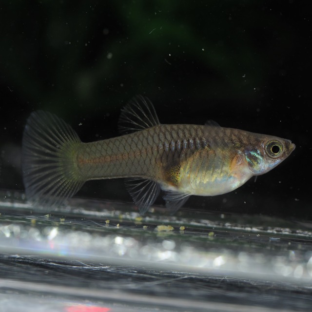 上物メタルイエローレース　若魚1ペア(国産グッピー)