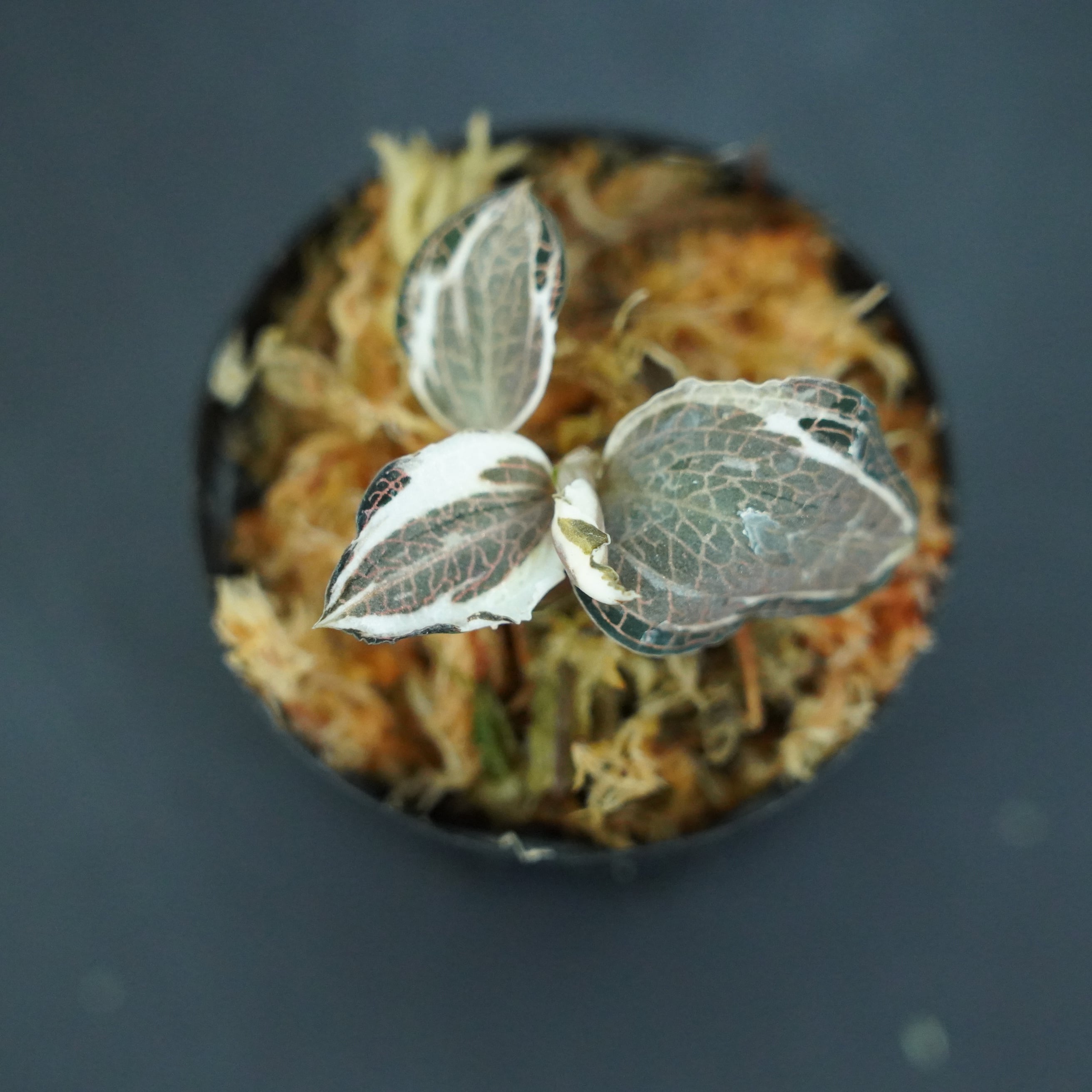 ◆現品◆アネクトキルス ロクスバギー バリエガータ(斑入り)【ジュエルオーキッド宝石蘭】#666