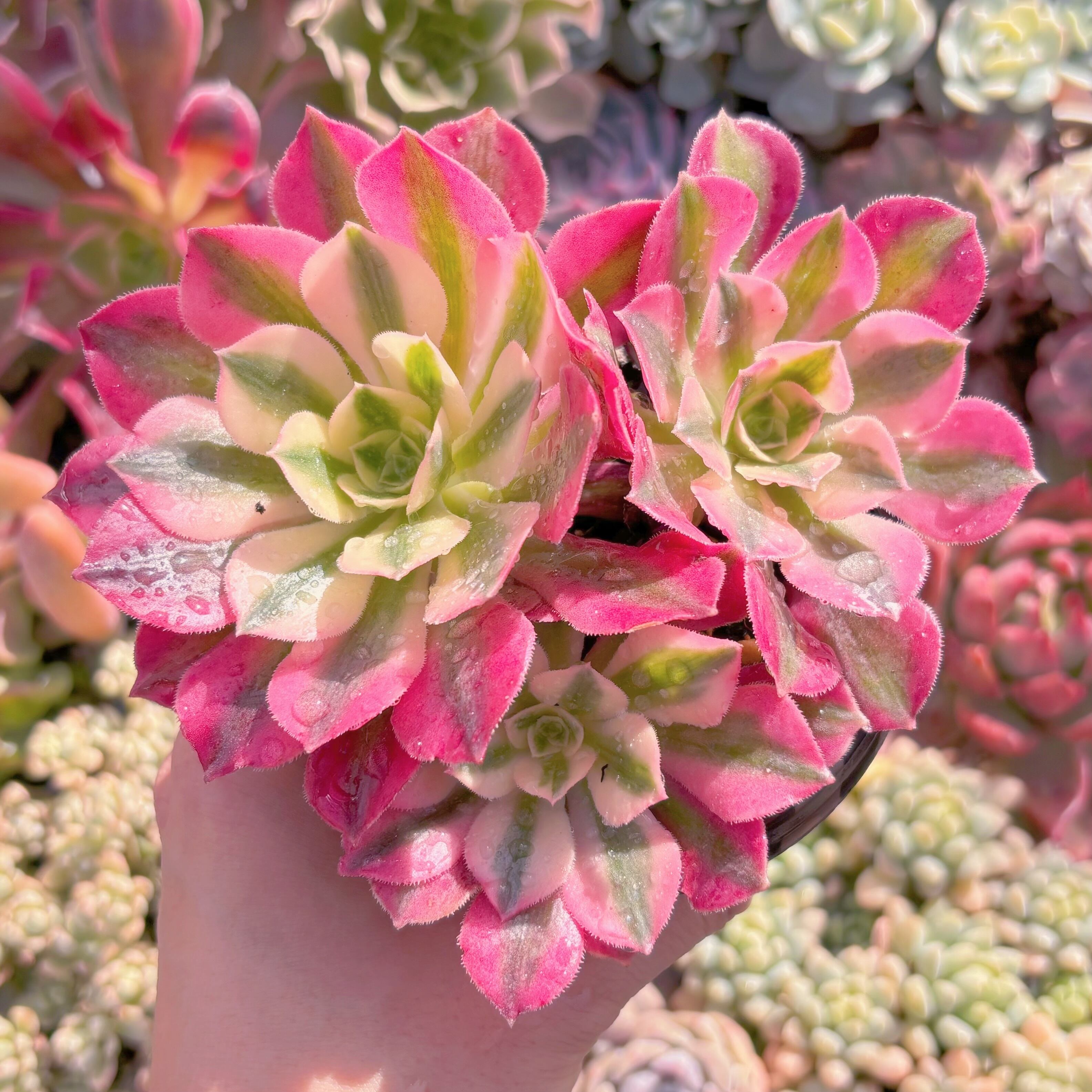 現品　アフラダイティ#579　新入荷