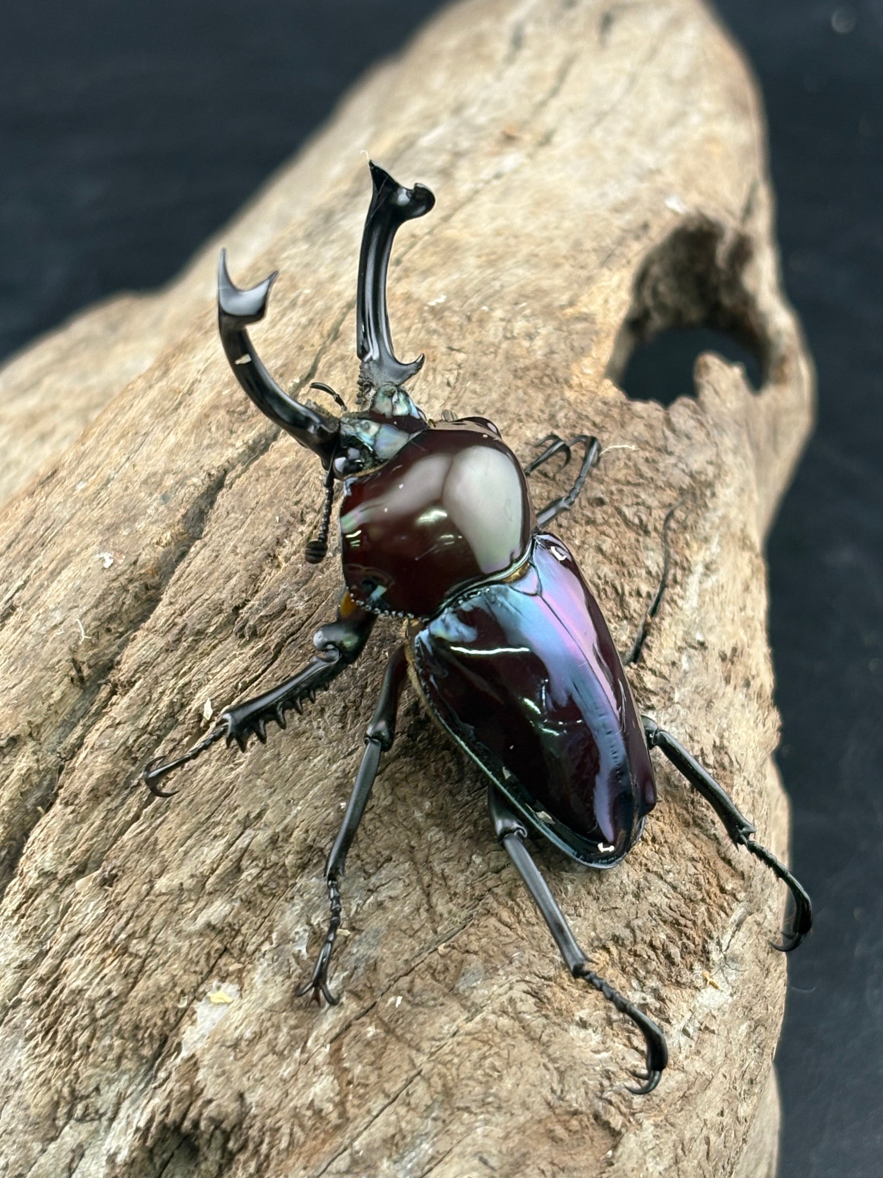 ニジイロクワガタ 紫紺系 1ペア E3