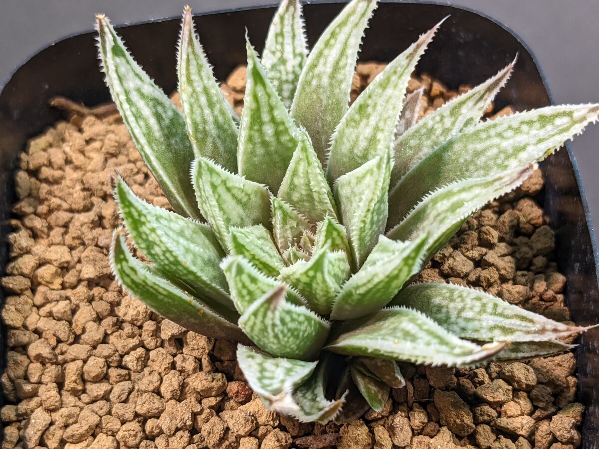 264円 Seasonal Wrap入荷 多肉植物 ハオルチア オブツーサ Hyb 幅5ｃｍ