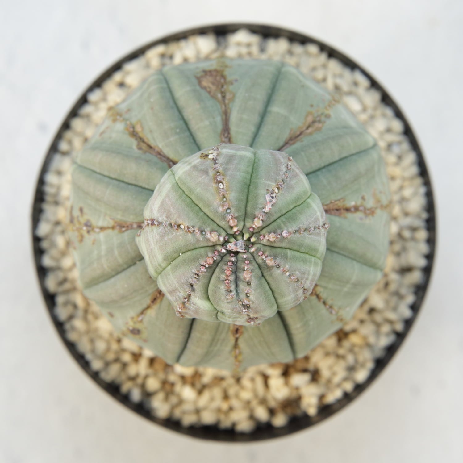 H*様 木質化 オベサ 成長点潰れ3号サイズ 厳選株】成長点潰れ 仔吹き