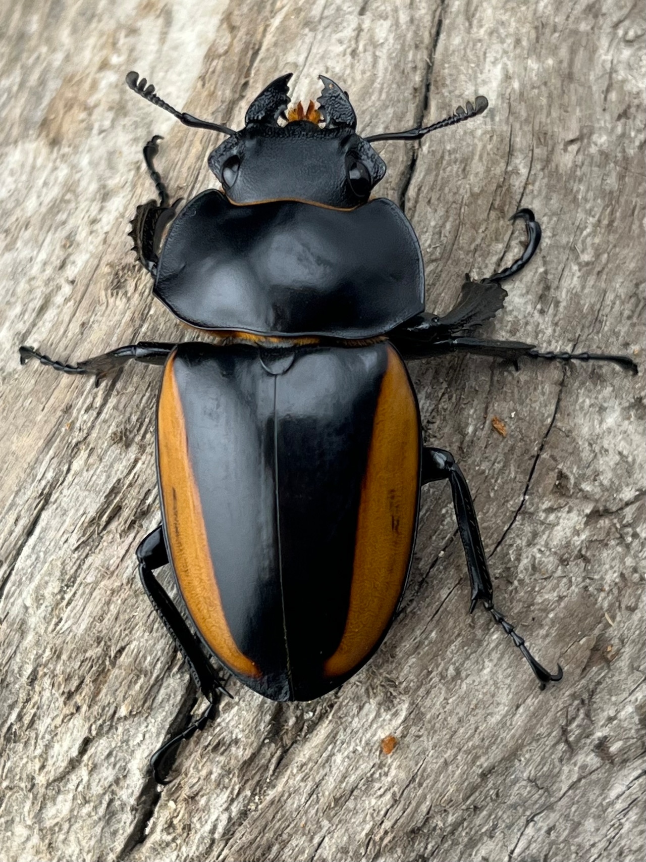 【WD】《スティーブンスツヤ亜種mamaesaensis 71.5mm ペア》