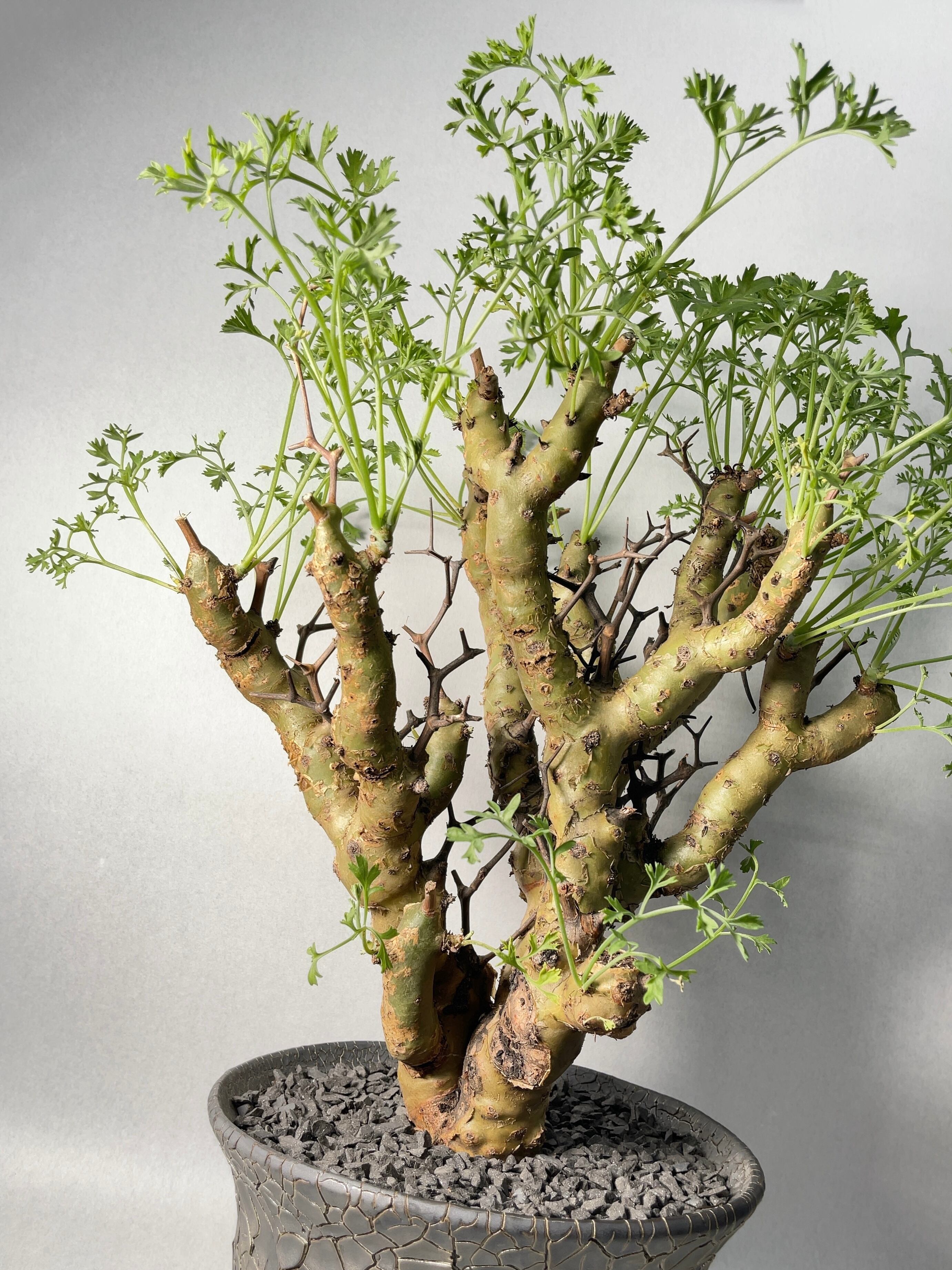 ペラルゴニウム・クリズミフォリウム | trigger