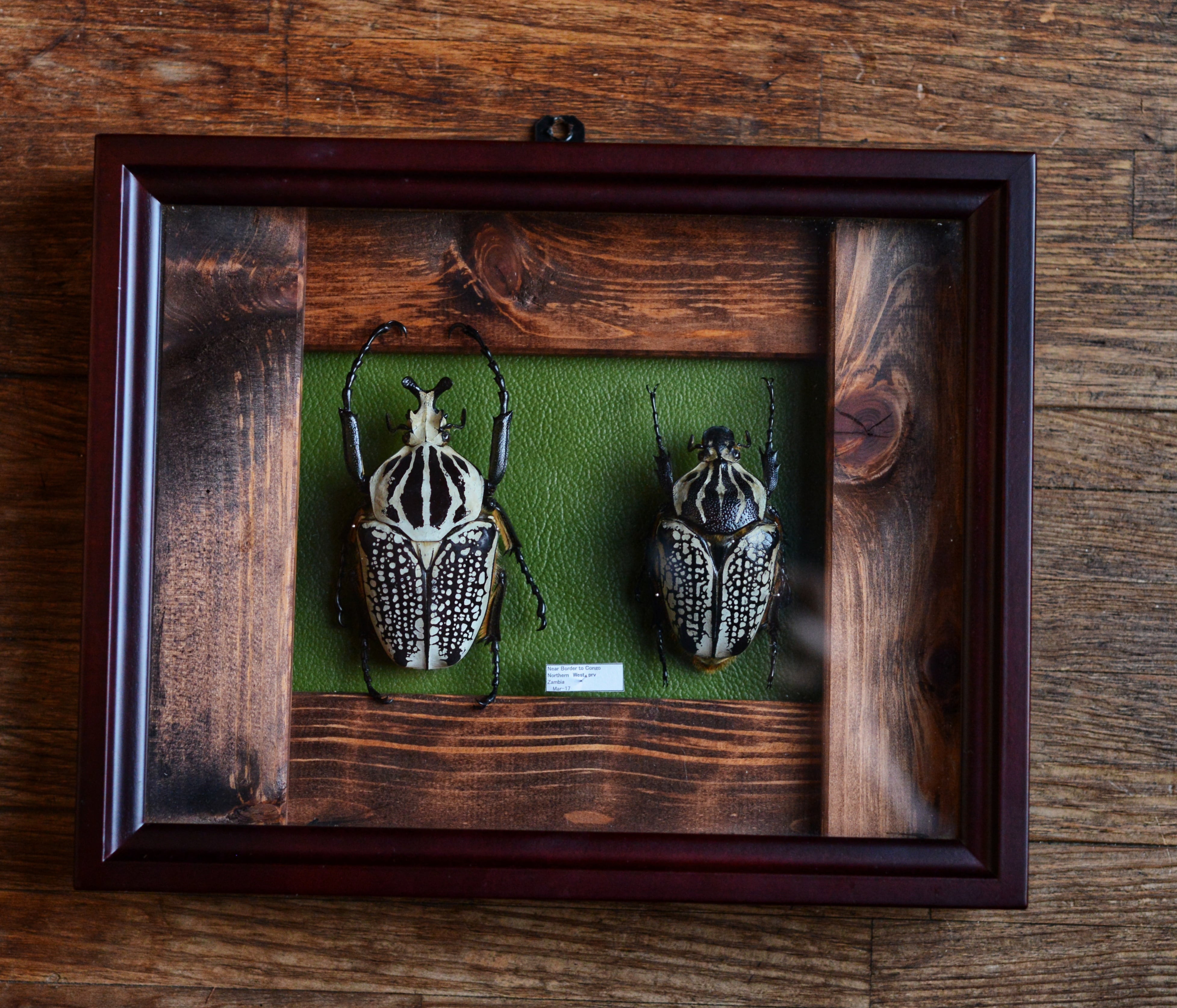 Goliathus orientalis | 虫取翁