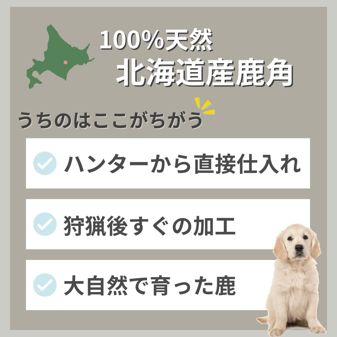 送料無料】北海道産蝦夷鹿の角 1本 お試し便 犬のおやつ おもちゃ 鹿角