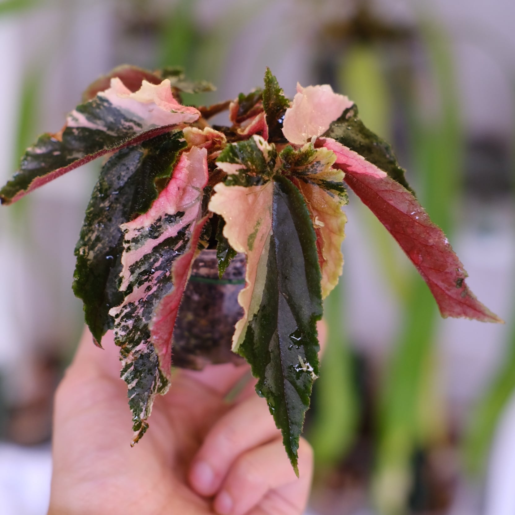 Begonia ginny galaxy│ベゴニア ジニー ギャラクシー⑦│観葉植物