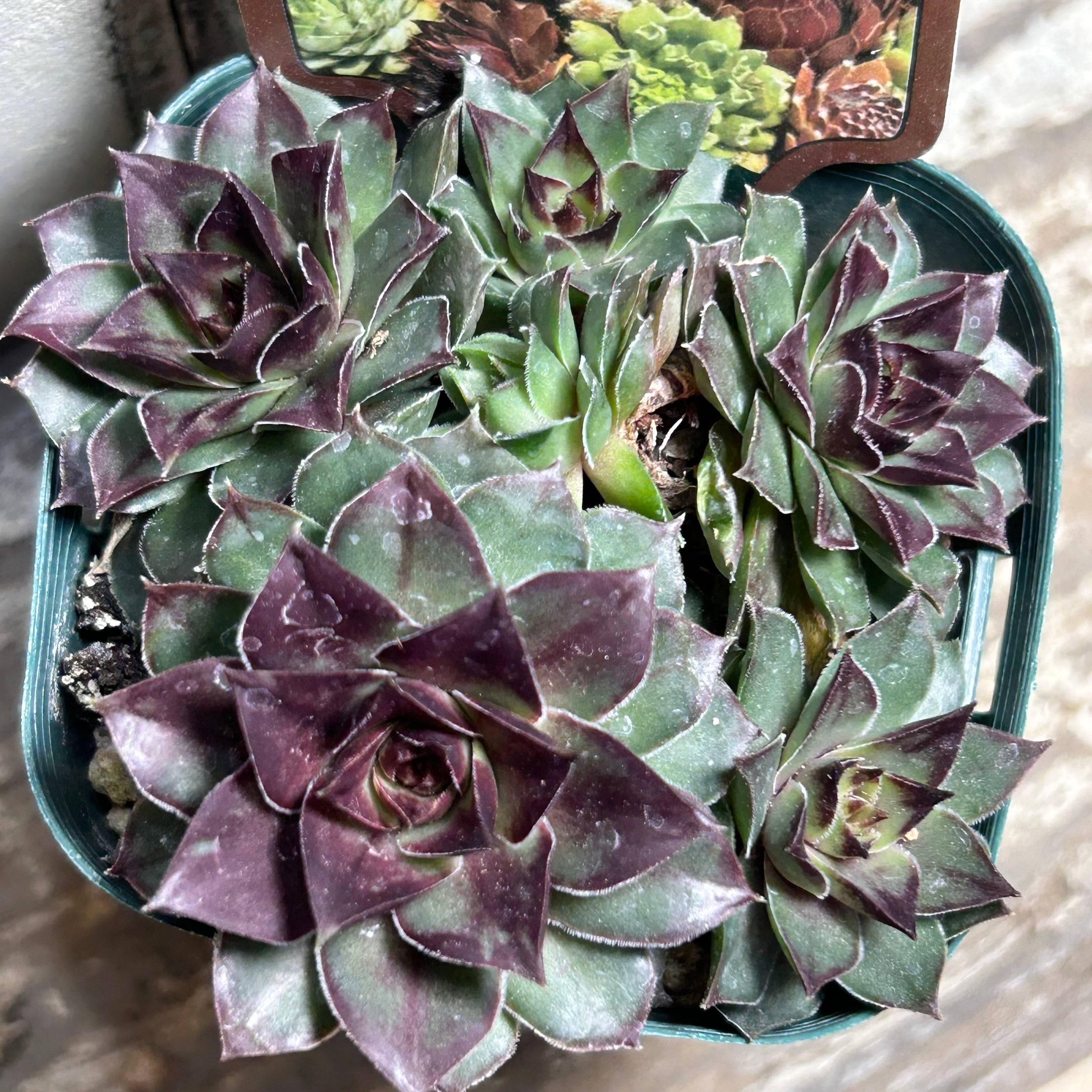 キャンディーグレープ | RuPo 多肉植物専門店