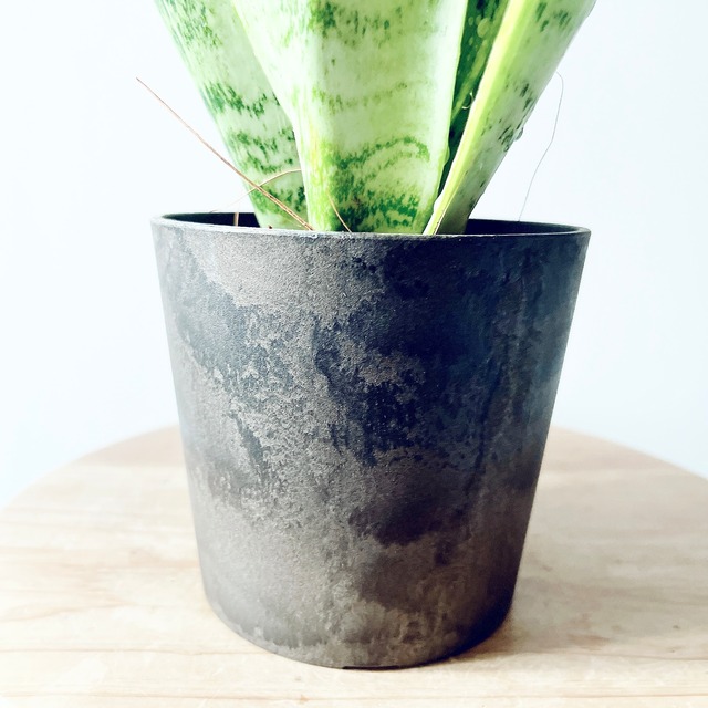 雪のような白斑が美しい サンスベリア ホワイトスノー calm cafe