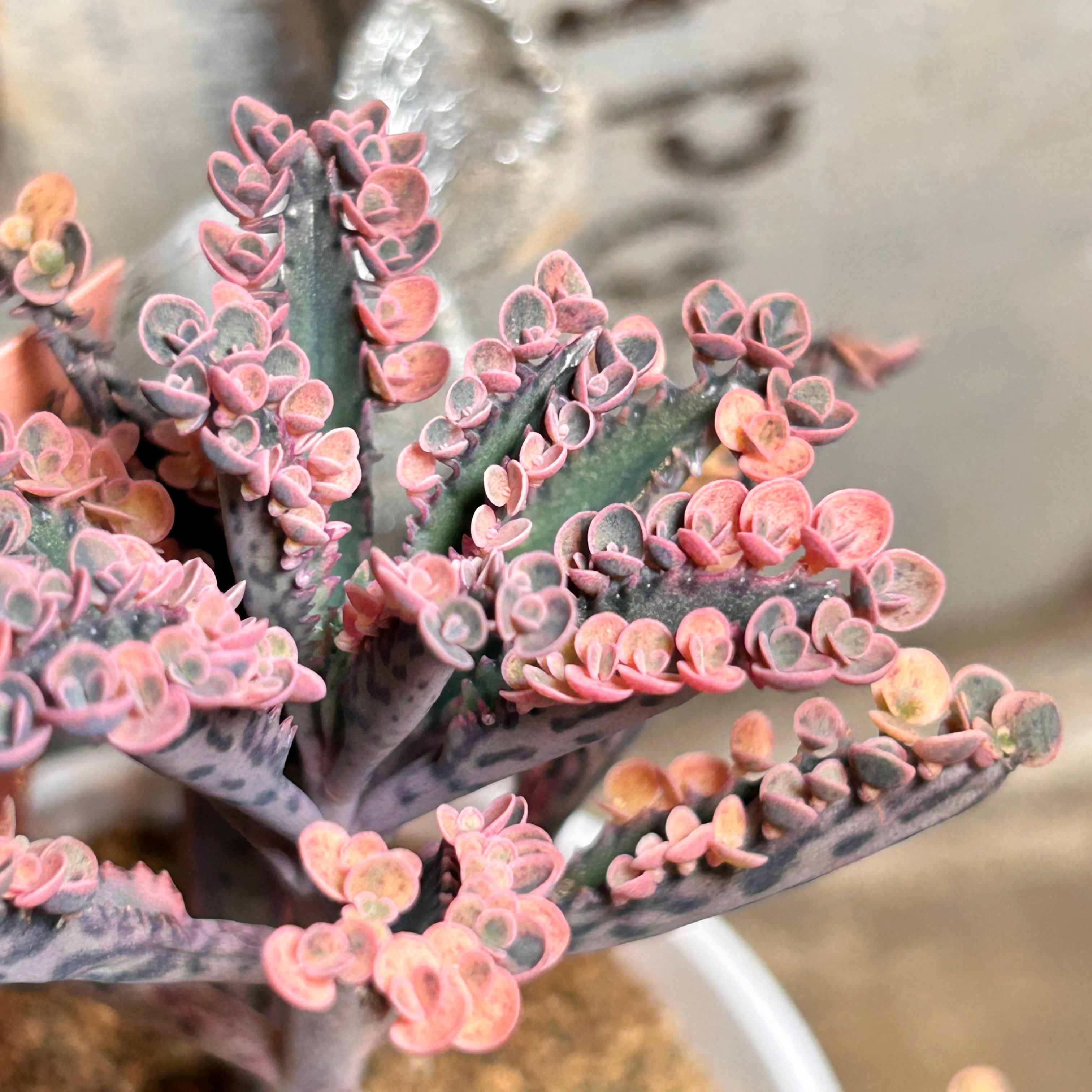 錦 | RuPo 多肉植物専門店