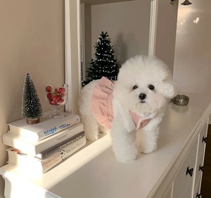 リボンコート❤︎