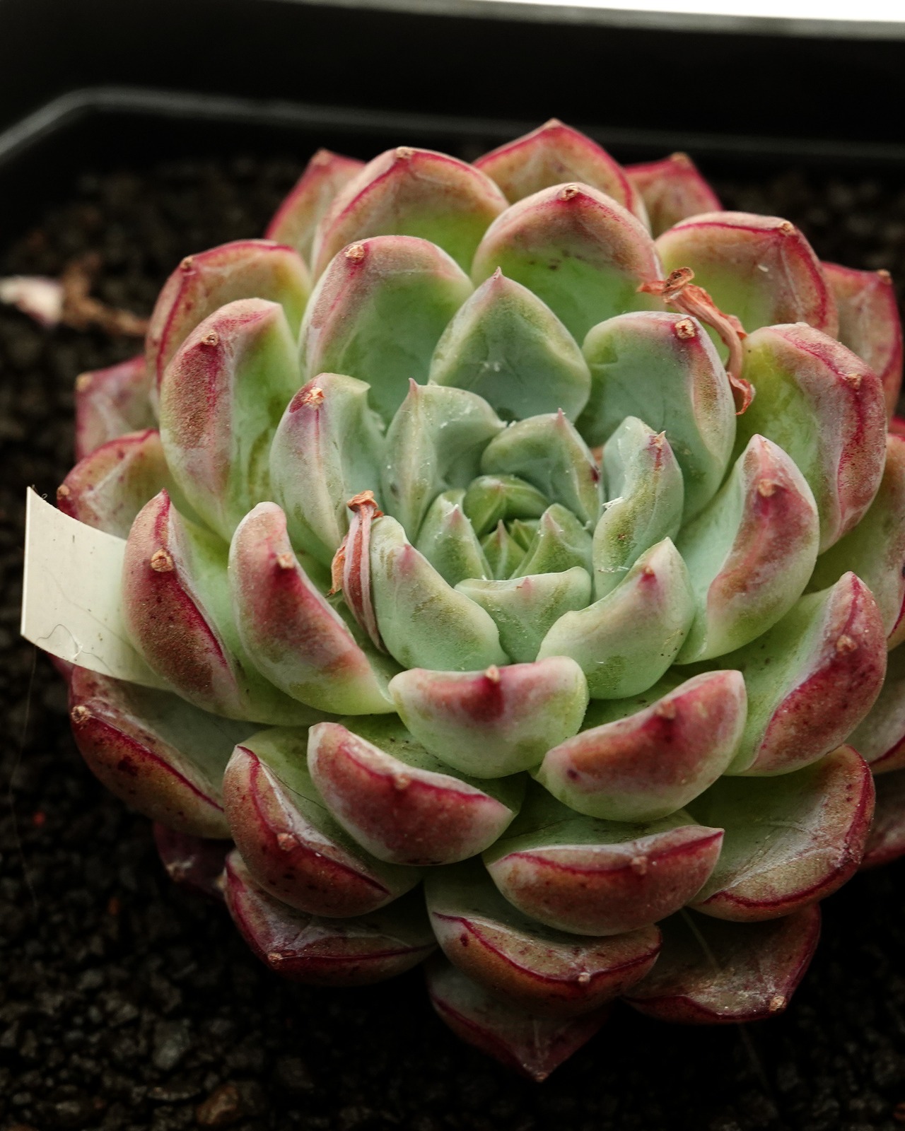 カット苗 ムーンバニー Echeveria 'Moon Bunny'
