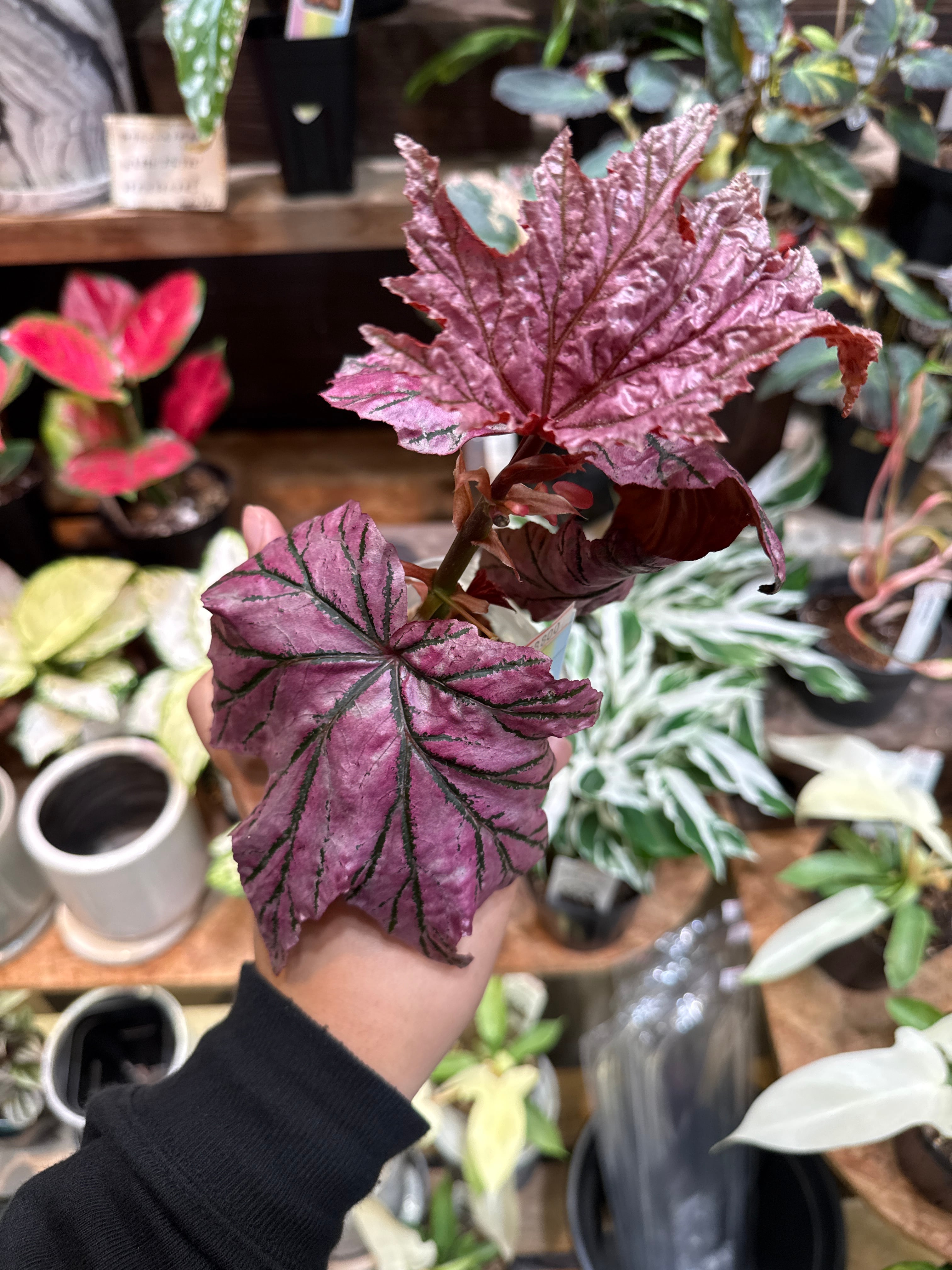 希少！ ベゴニア ラムーン 