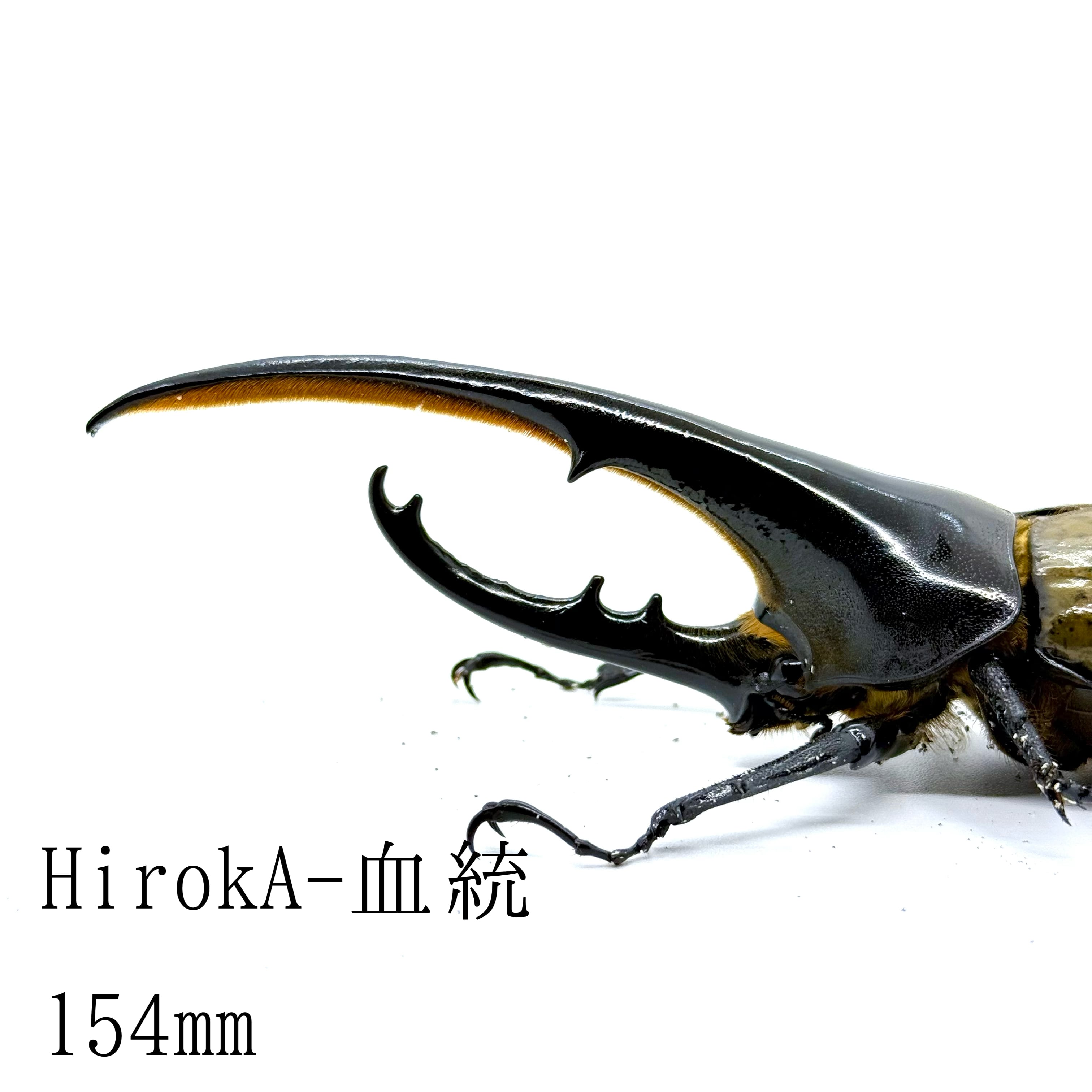 154㎜ / 成虫 / オス / ヘラクレスオオカブト