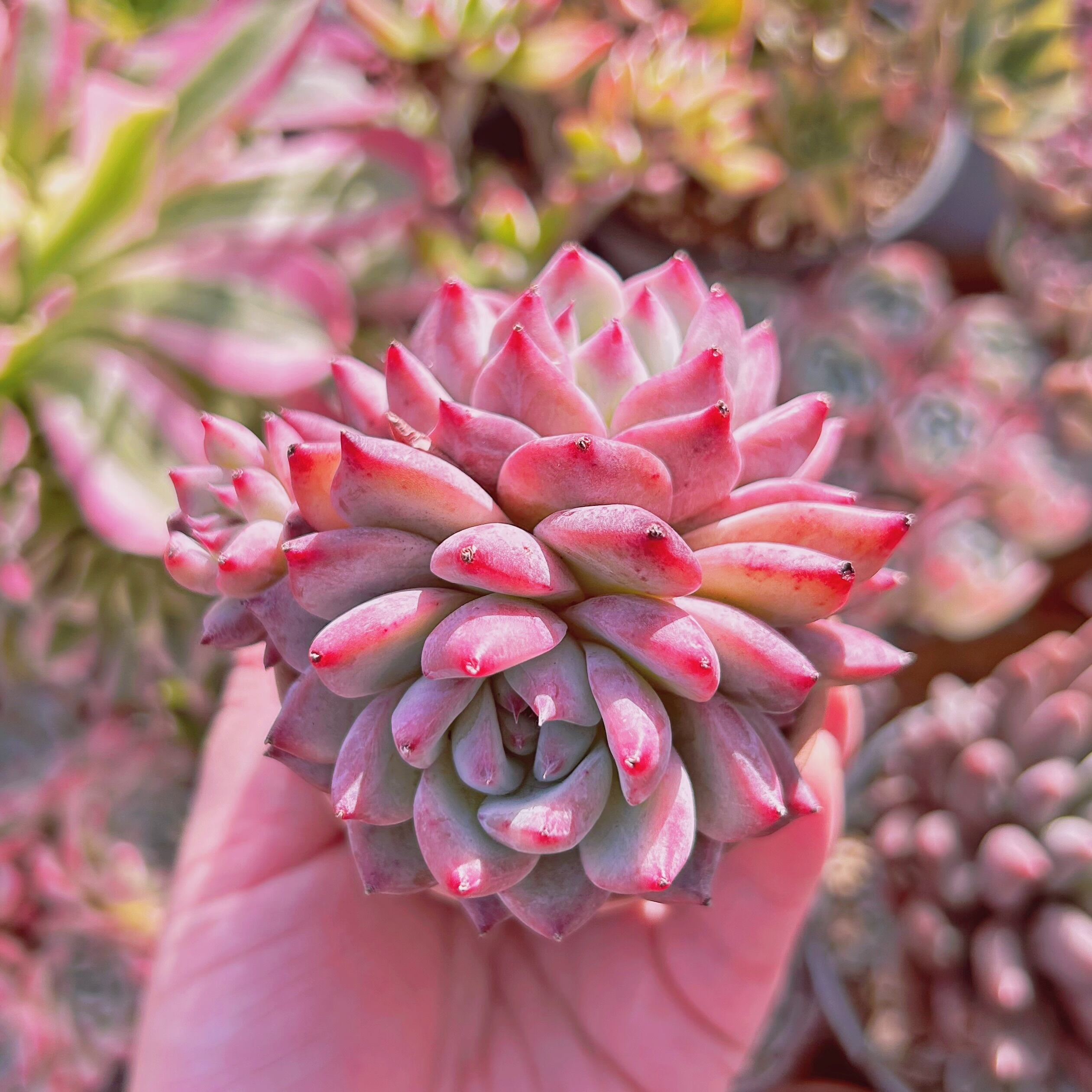 多肉植物　Echeveria  アイボリーローズ　2～3頭　大群生