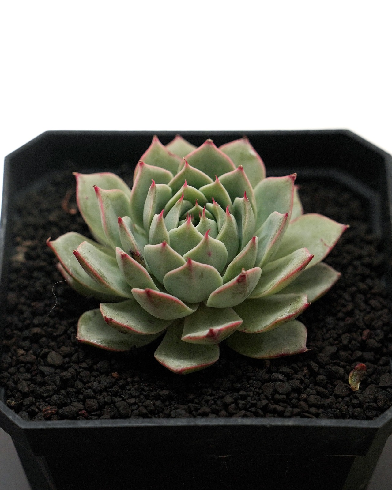 発根済カット苗 リンジーハイナ Echeveria 'Lindsey Haina'