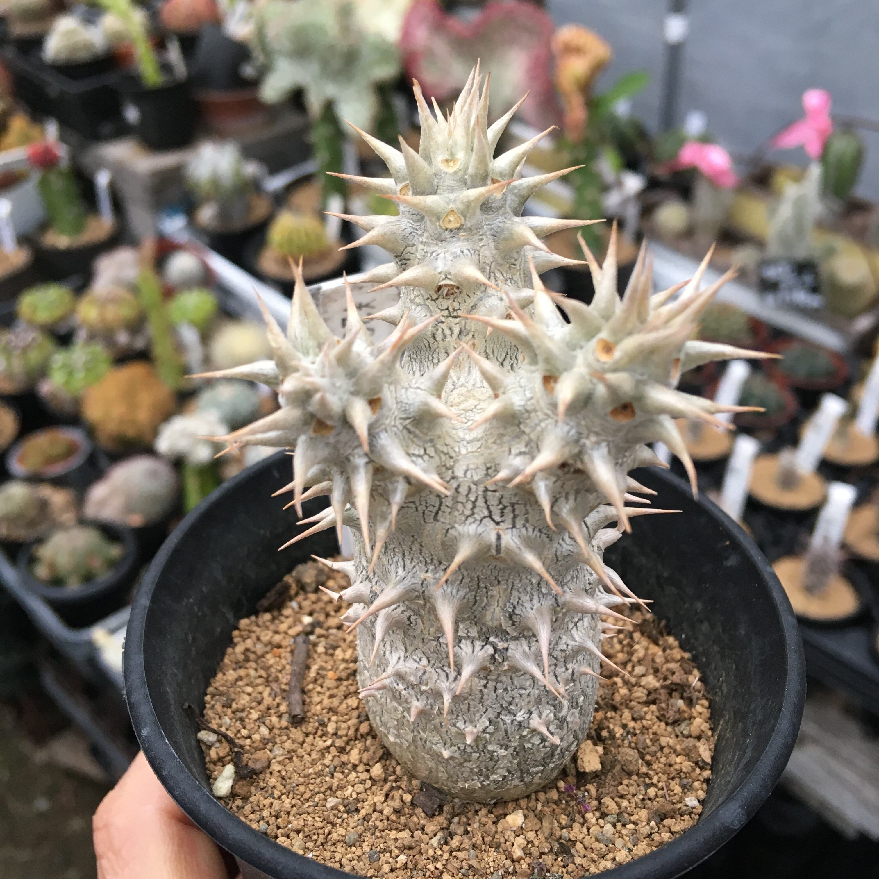 T) デンシ ホロン ロス 三元交配 伊藤 ハイブリッド | RuPo 多肉植物専門店