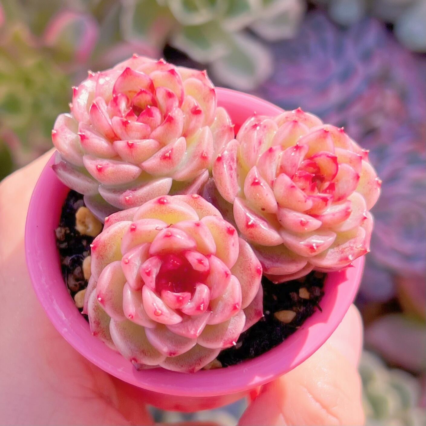 多肉植物　ジャムハート　3頭(小)　新入荷　るる農園