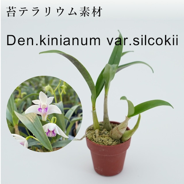 キンギアナム シルコッキー Den.kinianum var.silcokii【ラン科植物・着生向け】　苔テラリウム作製用素材