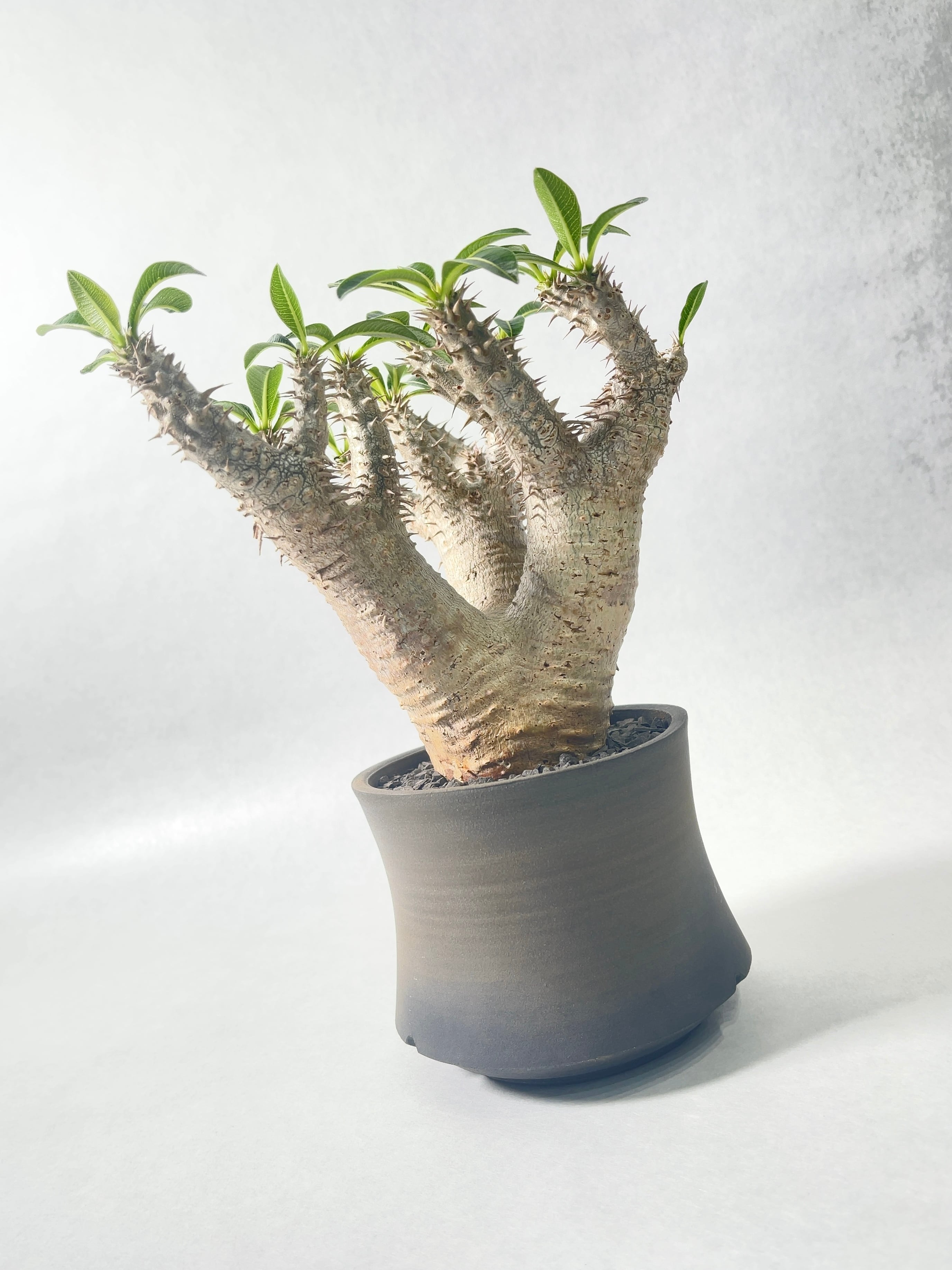 パキポディウム　ホロンベンセ パキポディウム ホロンベンセ – linkplants -リンクプランツ-