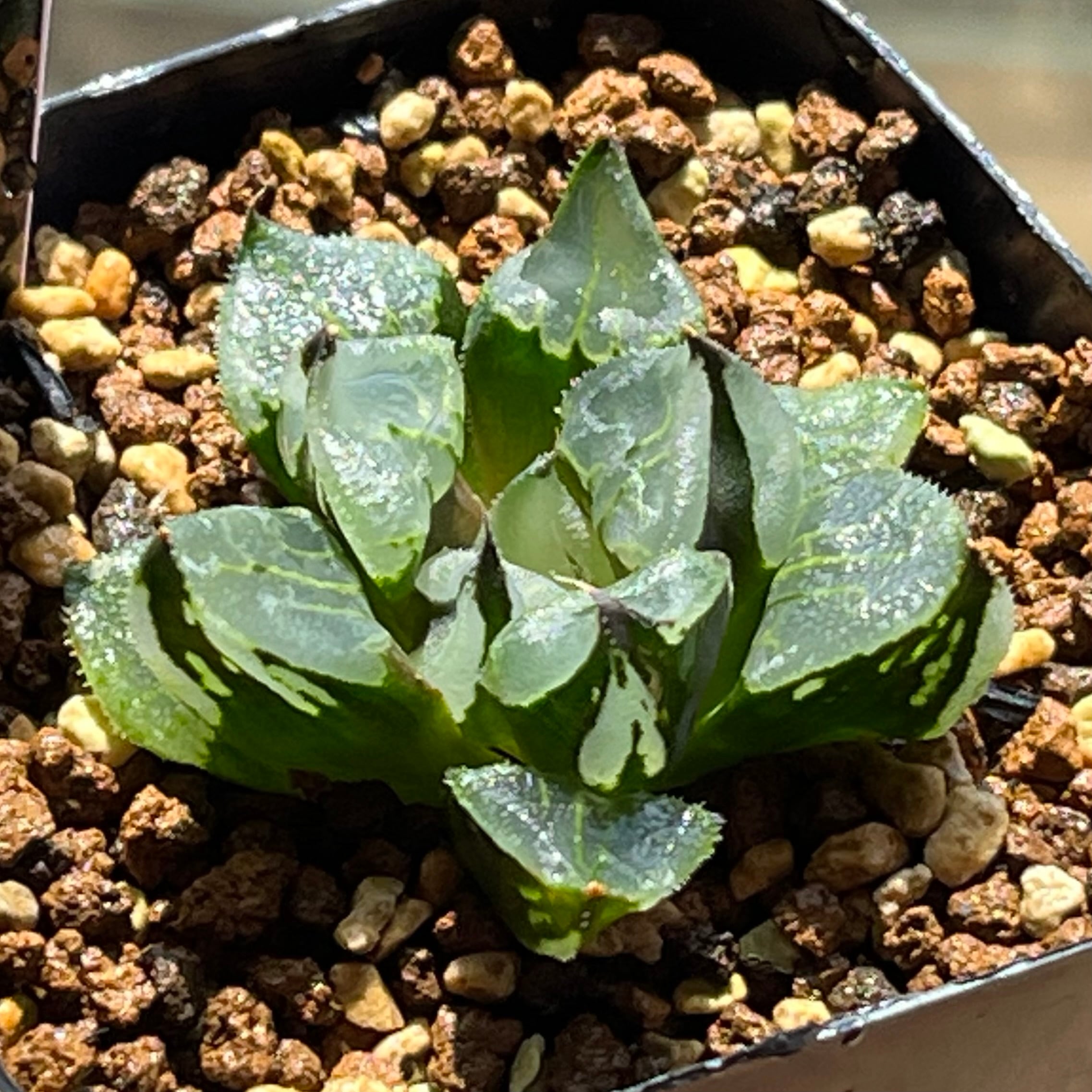 ハオルチア ミシェルミュータント | mocono_plants