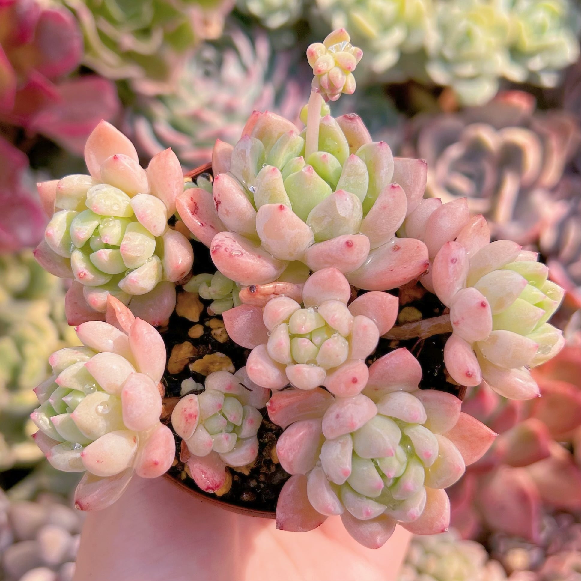 現品　千本桜#1124　るる農園